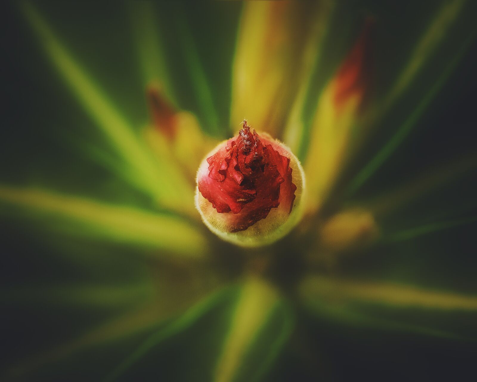 Tokina AT-X Pro 100mm F2.8 Macro sample photo. Nature, plant, flower photography