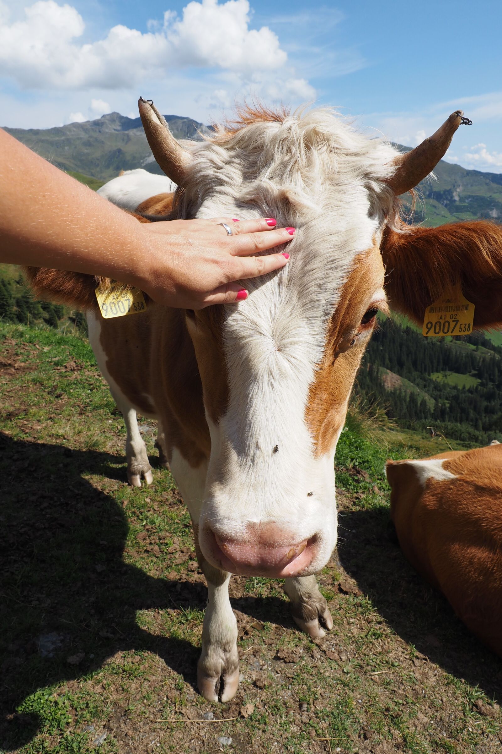 Olympus OM-D E-M1 + Olympus M.Zuiko Digital ED 12-40mm F2.8 Pro sample photo. Animal, cow, mountains photography