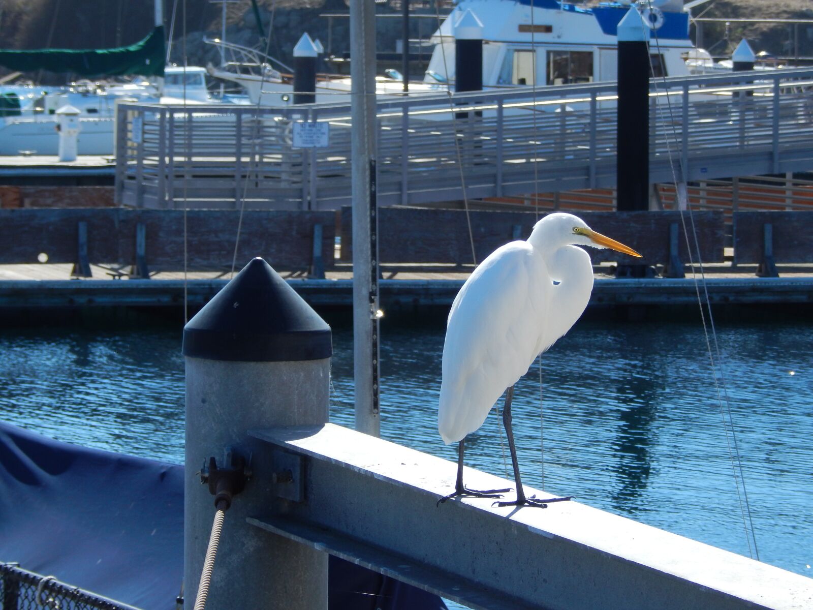 Nikon Coolpix L830 sample photo. Animals, heron, bird photography