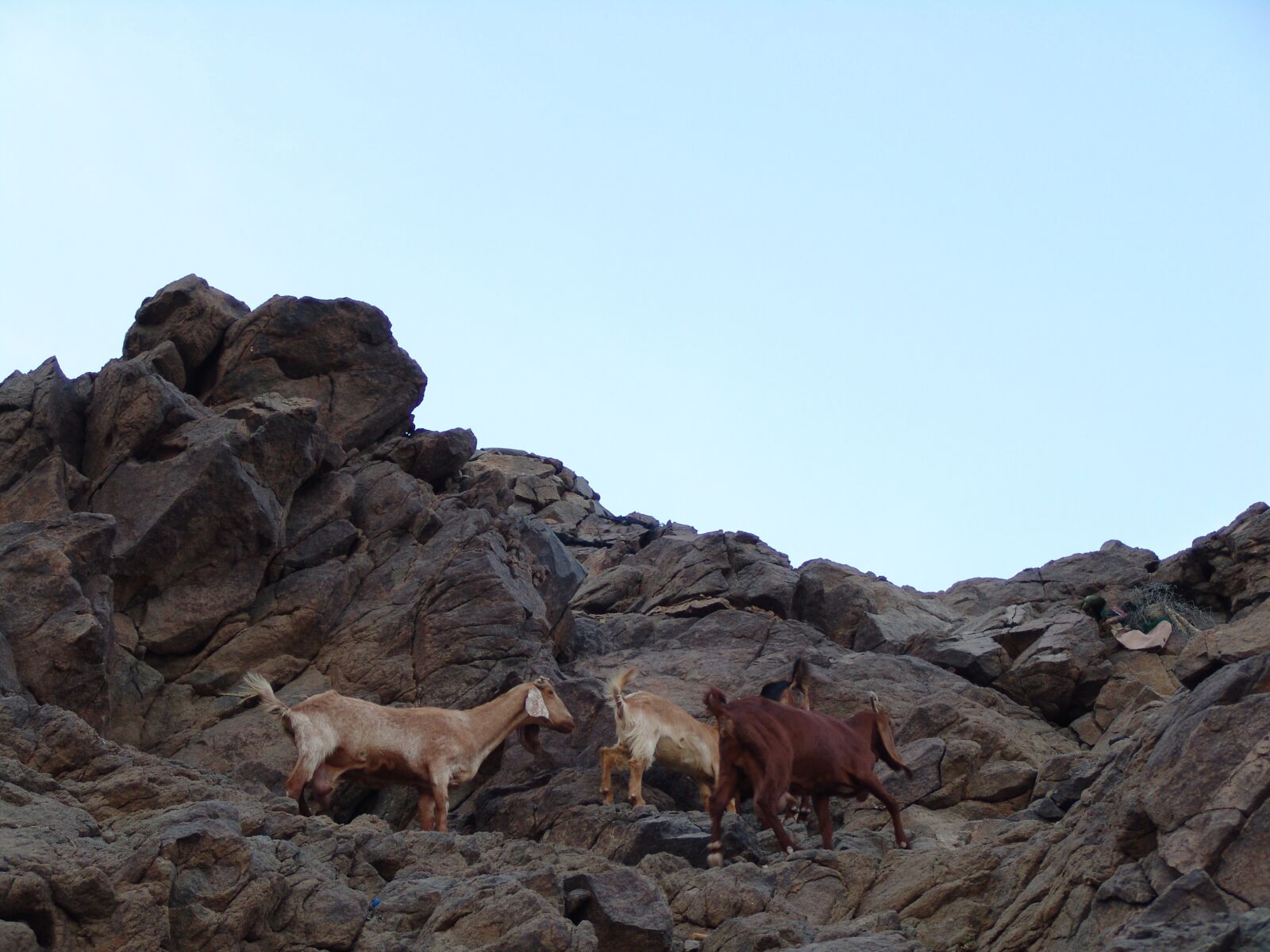 Sony DSC-F828 sample photo. Climbers, goat, les grimpeurs photography