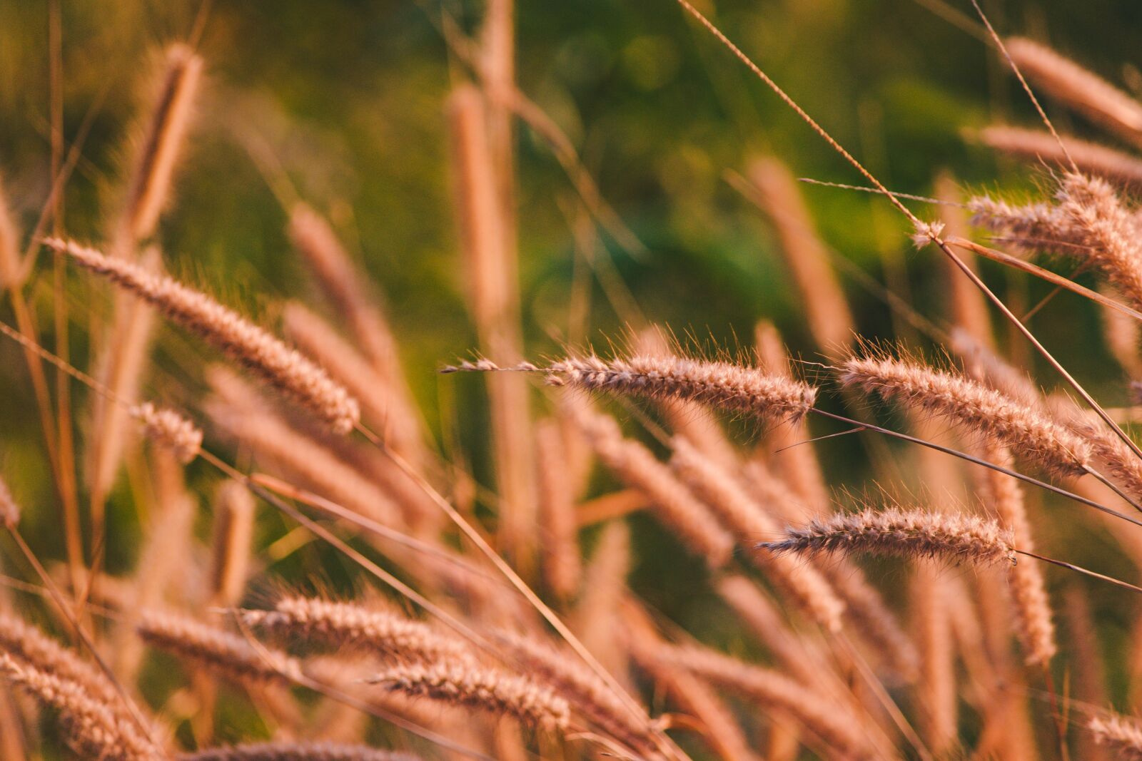 Nikon D5500 sample photo. Flowers, sky, pink fresh photography