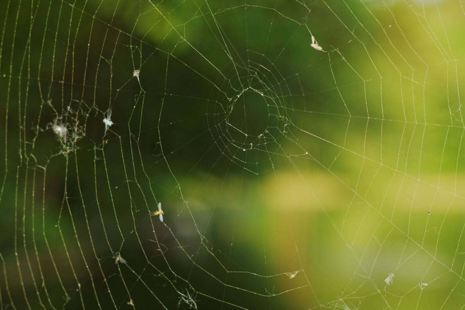 Canon EF 50mm F1.8 II sample photo. Spider, web photography