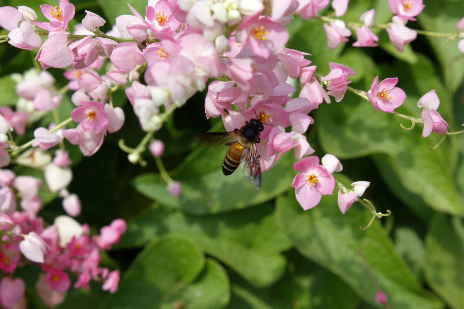 Canon EOS 1200D (EOS Rebel T5 / EOS Kiss X70 / EOS Hi) sample photo. Unknown flower vine, nature photography