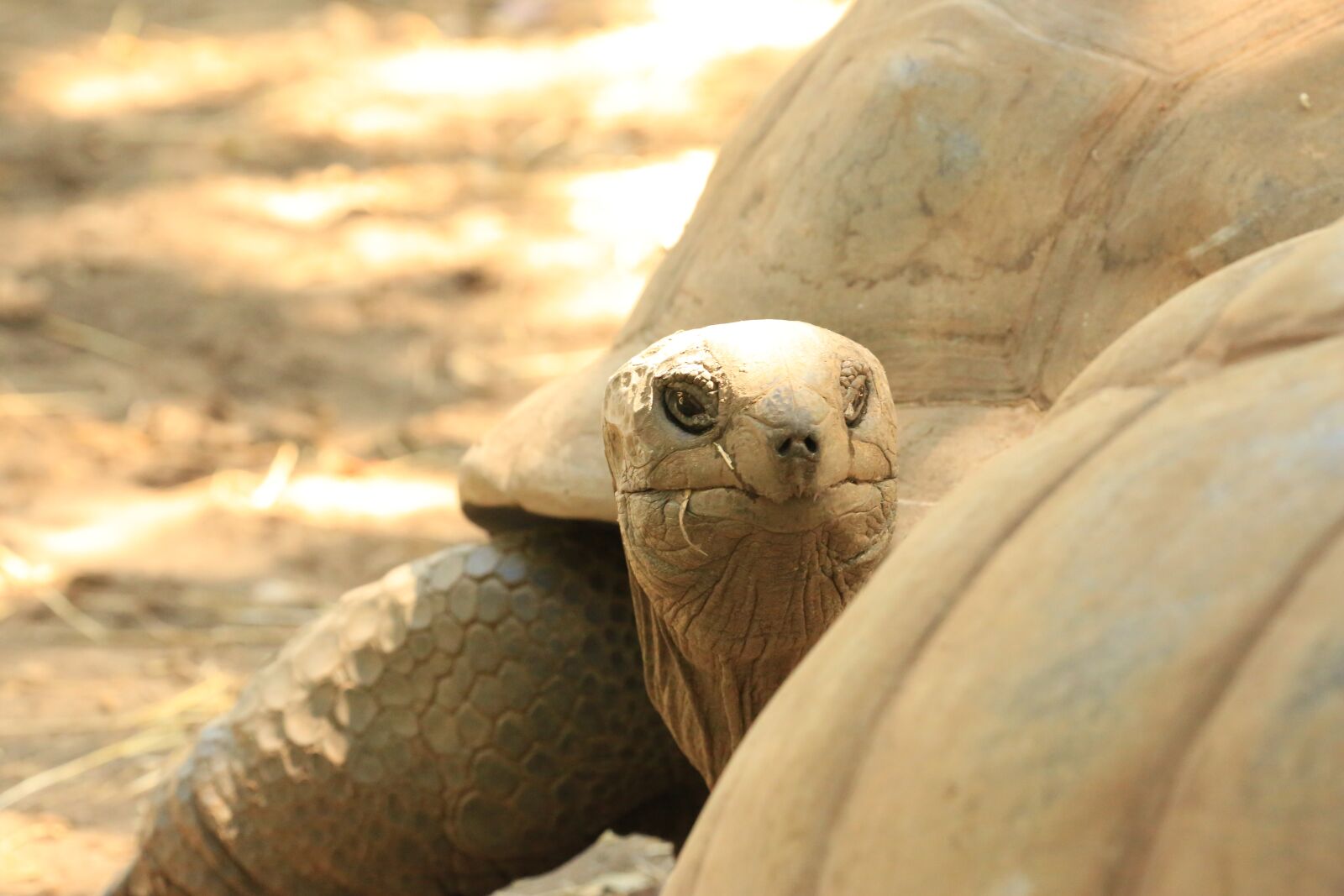 Canon EOS 5D Mark III sample photo. Carapace, turtle, reptile photography