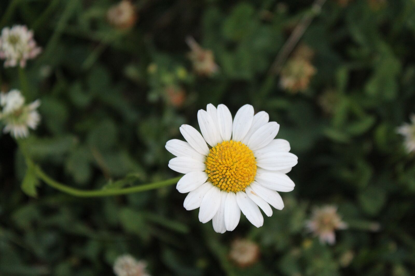 Canon EOS 1200D (EOS Rebel T5 / EOS Kiss X70 / EOS Hi) sample photo. Flower, nature, flora photography