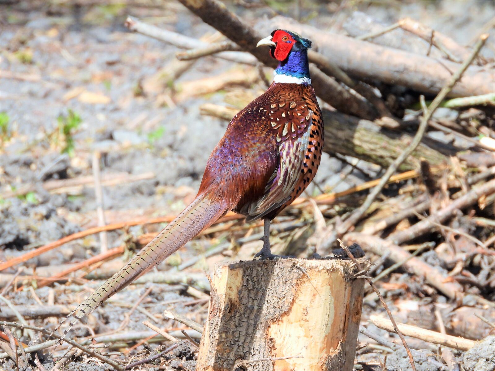Nikon Coolpix P1000 sample photo. Pheasant, runner, bird photography