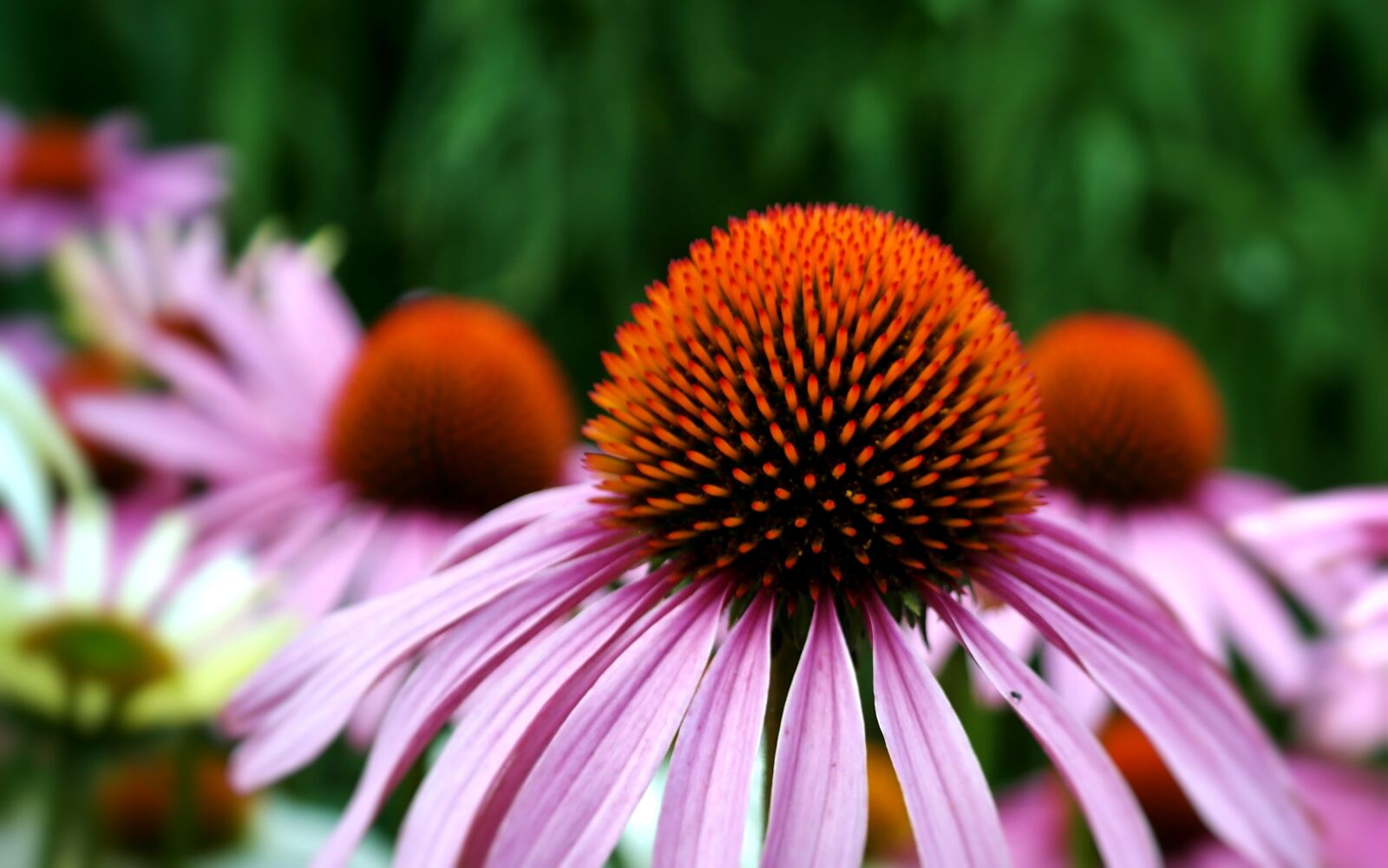 Samsung NX20 sample photo. Echinacea, flower, coneflower photography