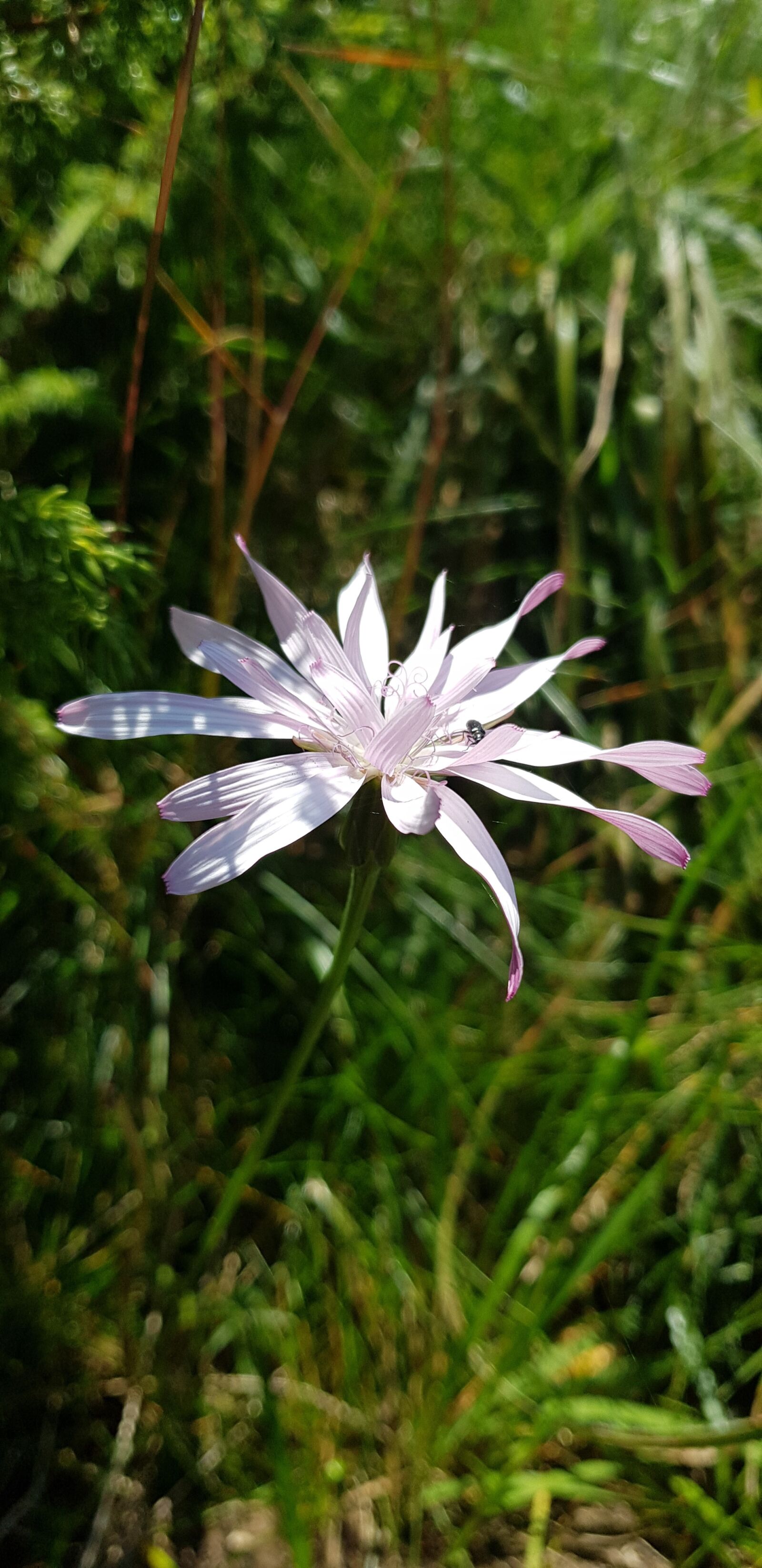 Samsung Galaxy S8+ sample photo. Pink flower, mountain, nature photography