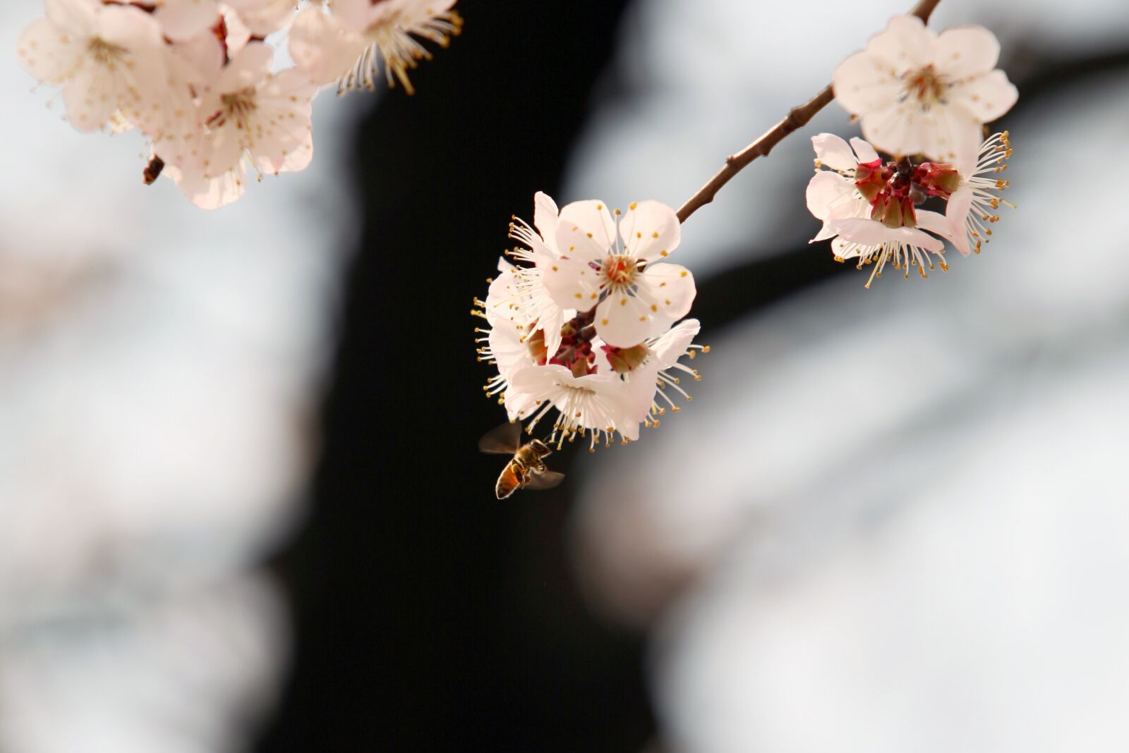 Canon EOS 5D sample photo. Bee, cherry blossom, spring photography