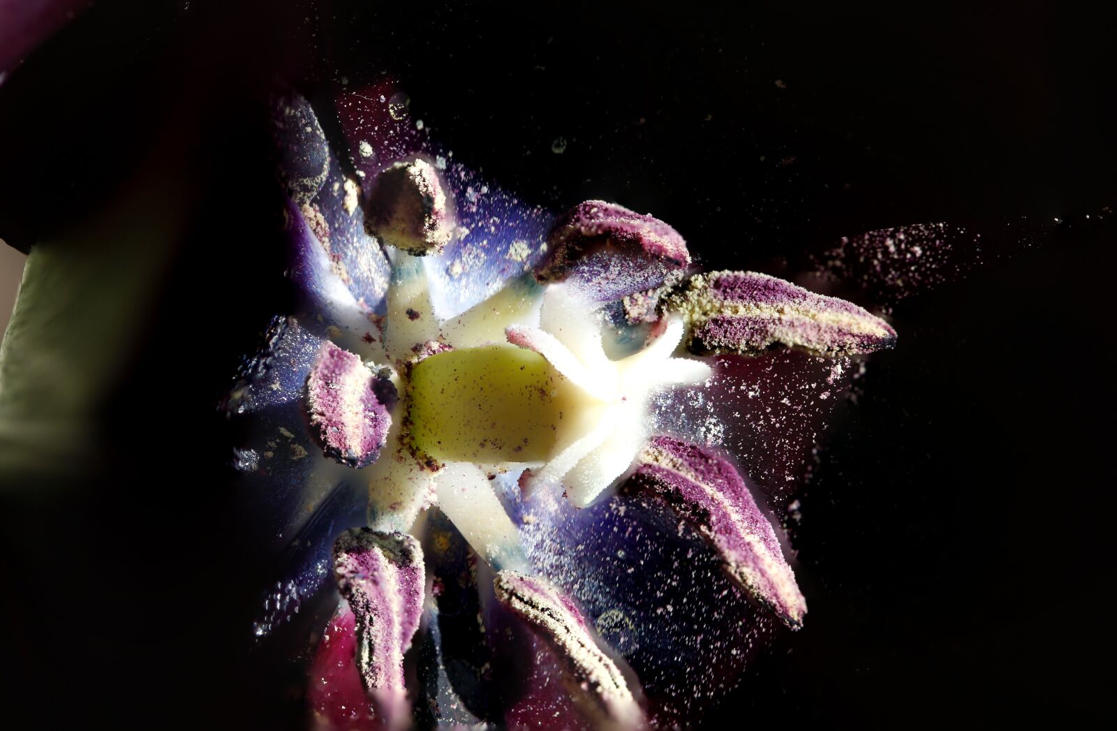 Canon EF 100mm F2.8L Macro IS USM sample photo. Tulip, spores, blossom photography