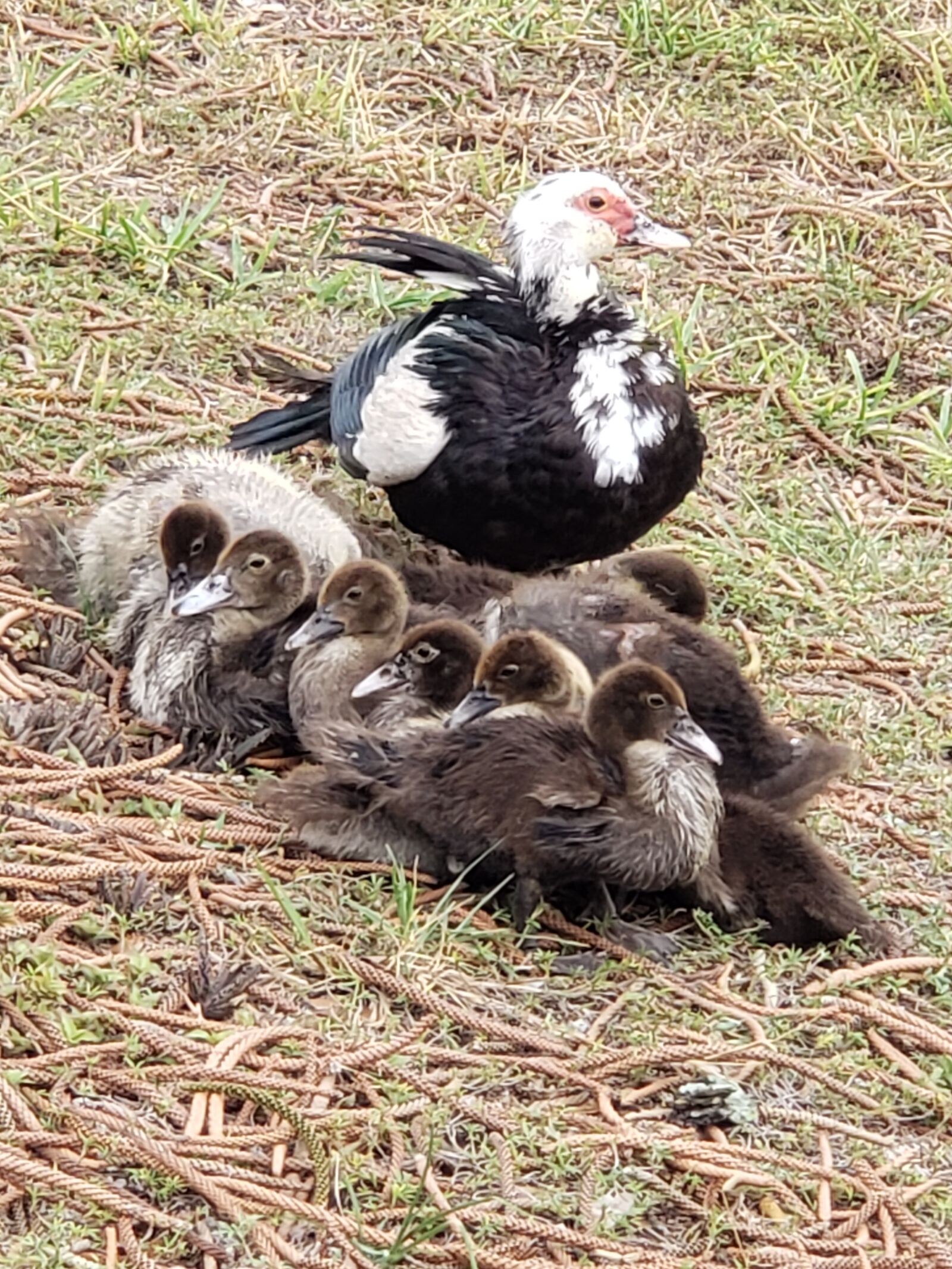 Samsung Galaxy Note9 sample photo. Ducks, mother duck, ducklings photography