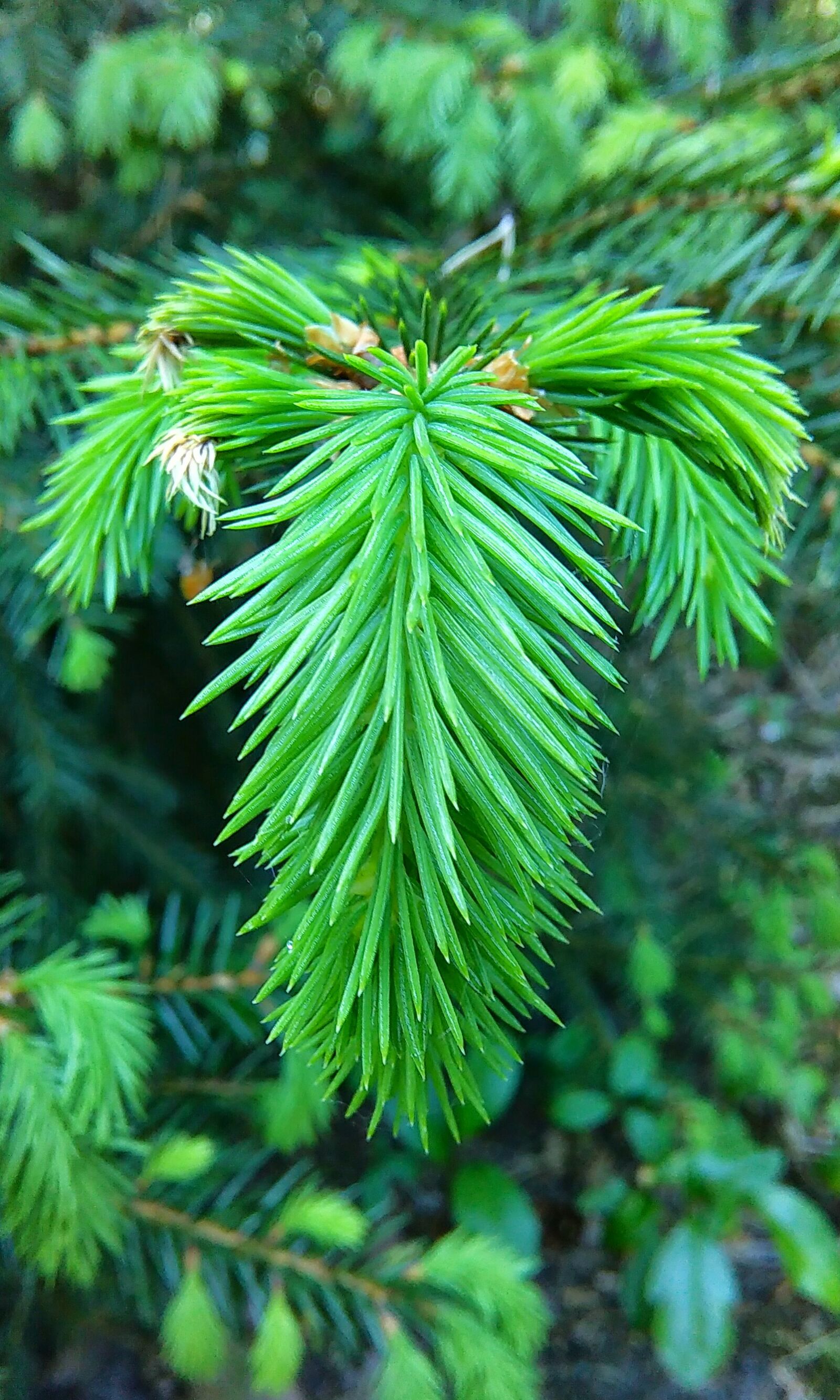 HTC DESIRE 620 sample photo. Conifer, green, plant photography