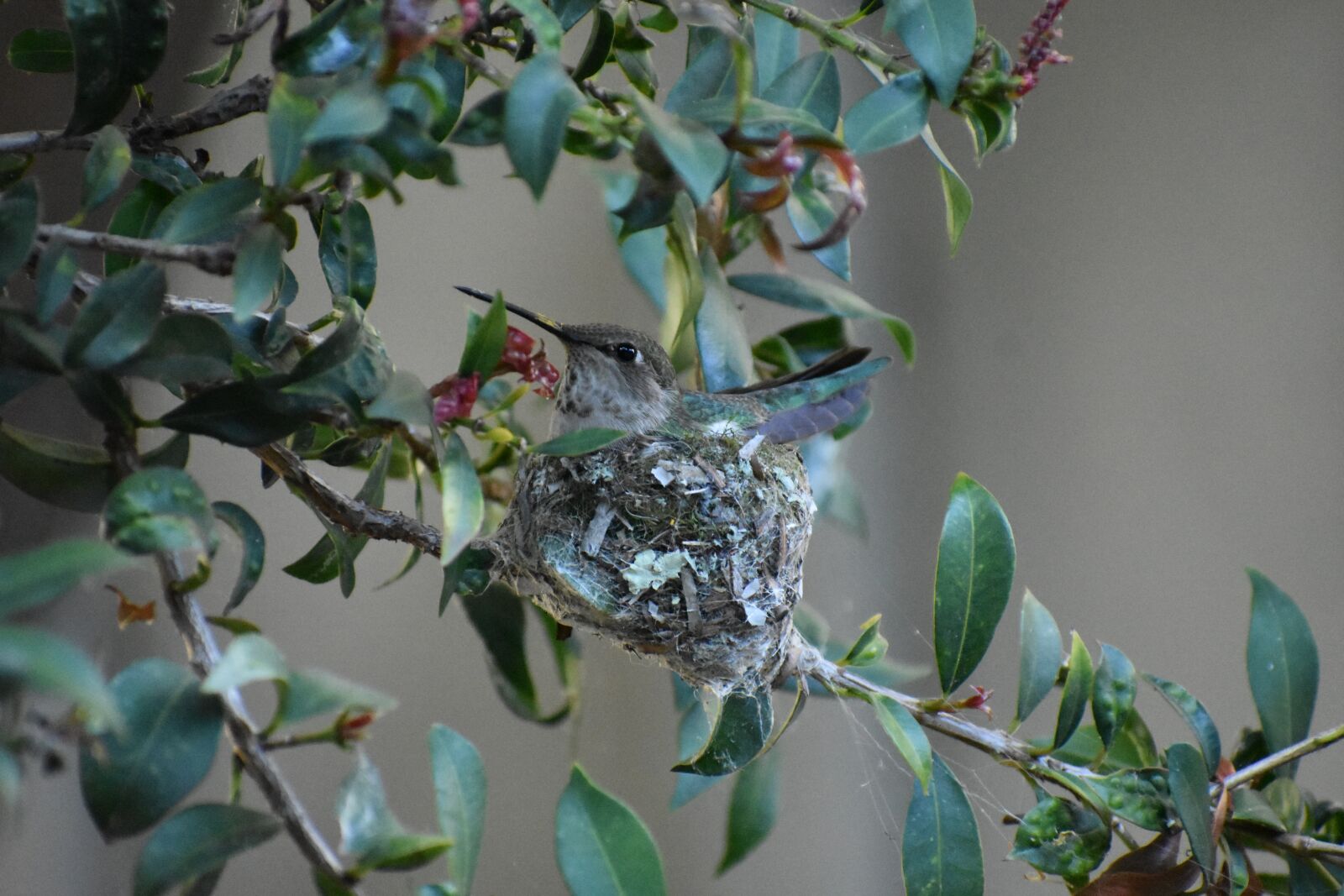 Nikon D3400 sample photo. Hummingbird, nest, leaves photography