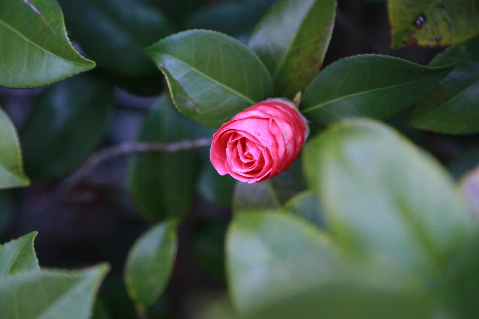 Canon EOS 6D + Canon EF 24-105mm F4L IS USM sample photo. Leaf, nature, plants photography