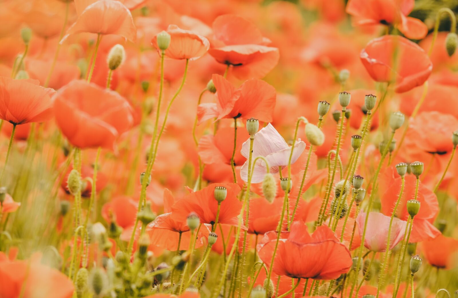 Fujifilm XF 55-200mm F3.5-4.8 R LM OIS sample photo. Poppy, field of poppies photography