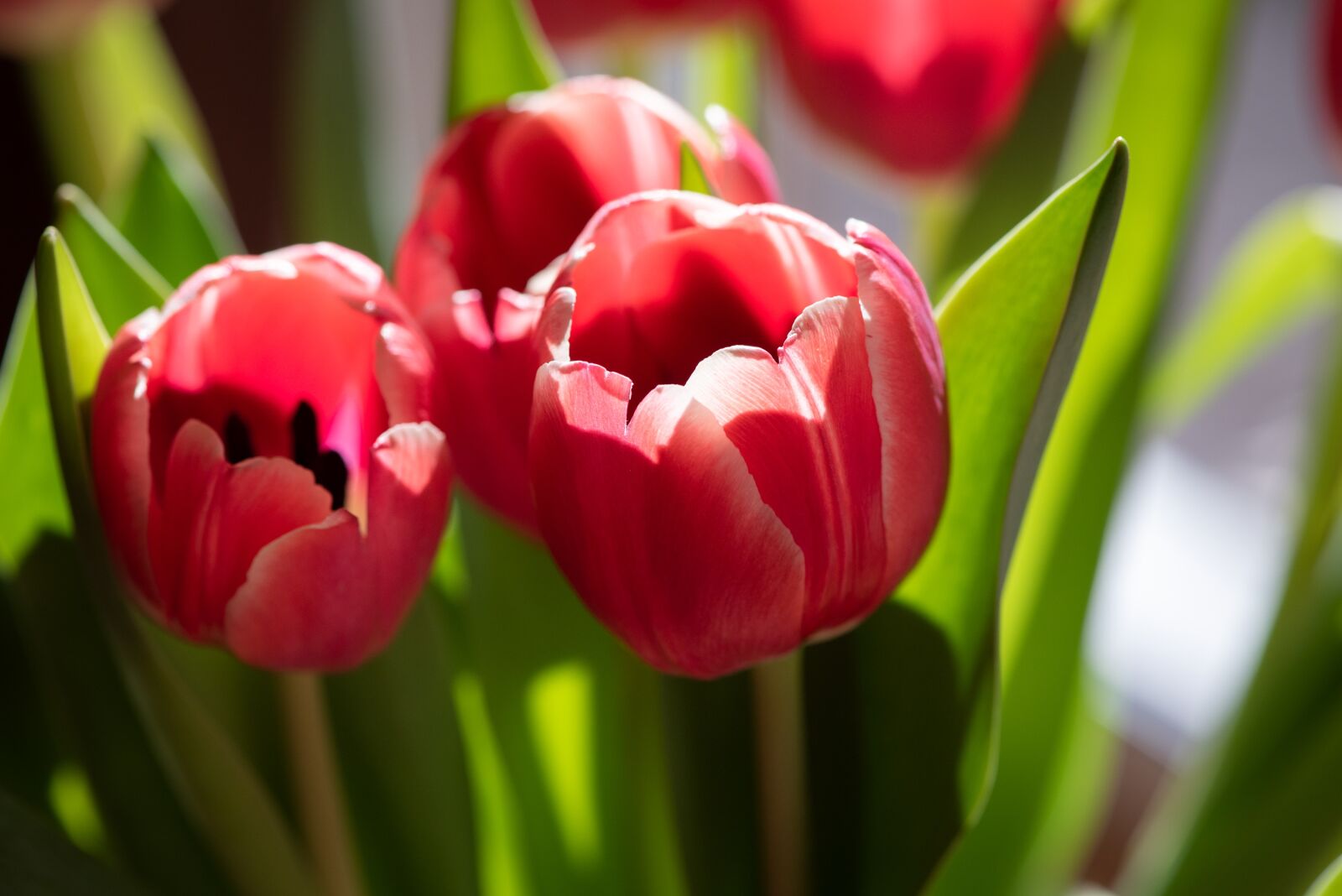 Nikon D750 sample photo. Tulips, flowers, spring flowers photography