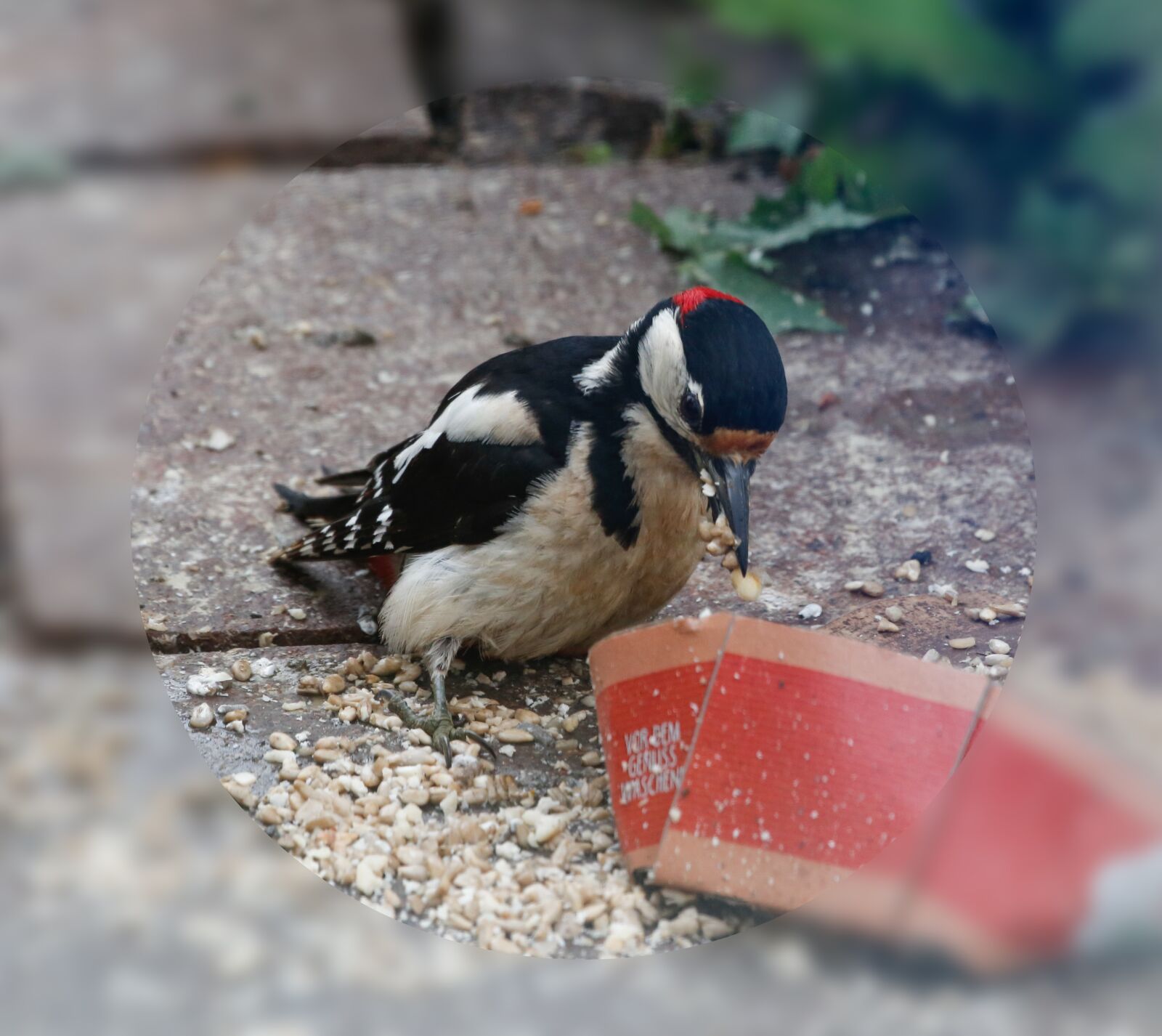 Canon EF 100-400mm F4.5-5.6L IS USM sample photo. Woodpecker, bird, food photography