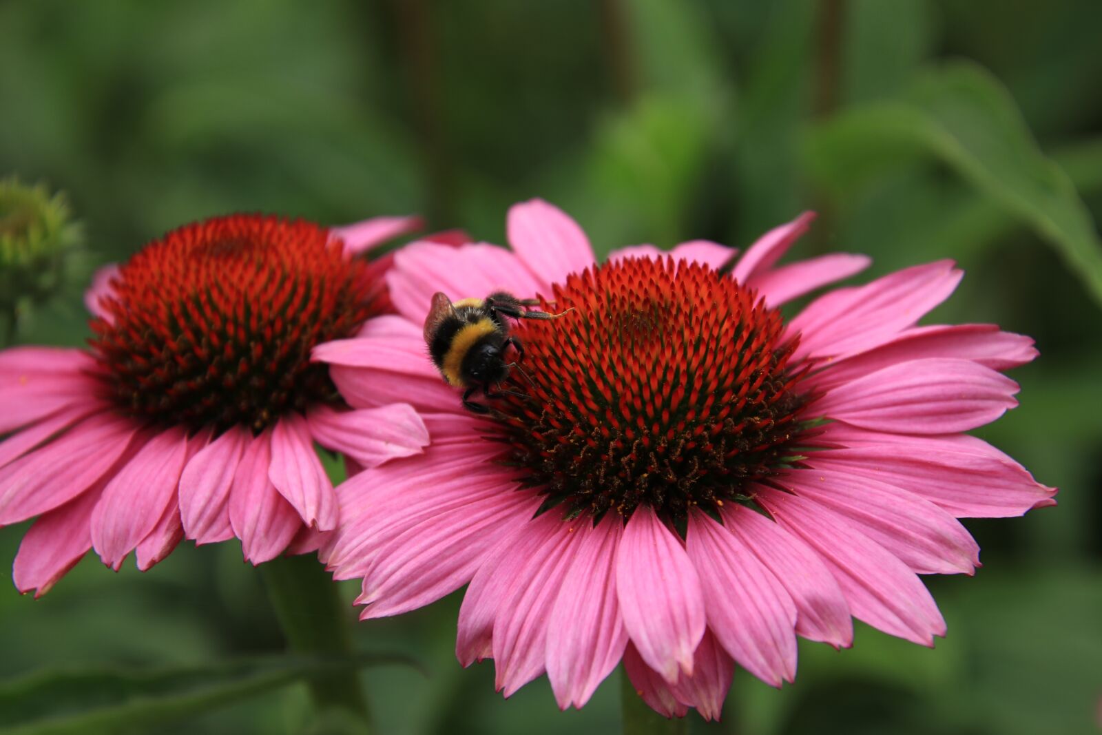 Tamron 18-400mm F3.5-6.3 Di II VC HLD sample photo. Flowers, coneflowers, bee photography
