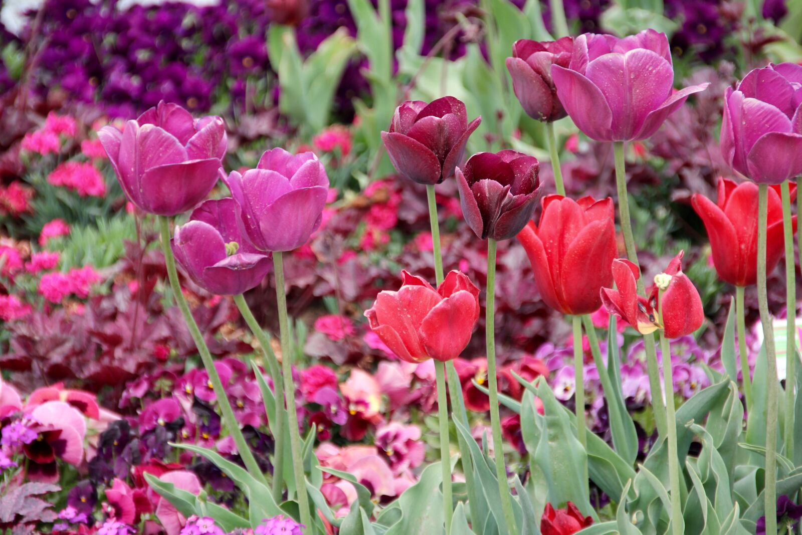 Canon EOS 60D sample photo. Tulips, tulipa, tulpenzwiebel photography