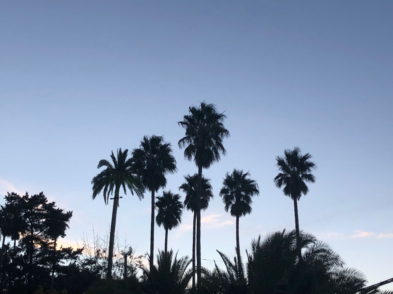 Apple iPhone 8 Plus sample photo. Palms, canary islands, sunset photography
