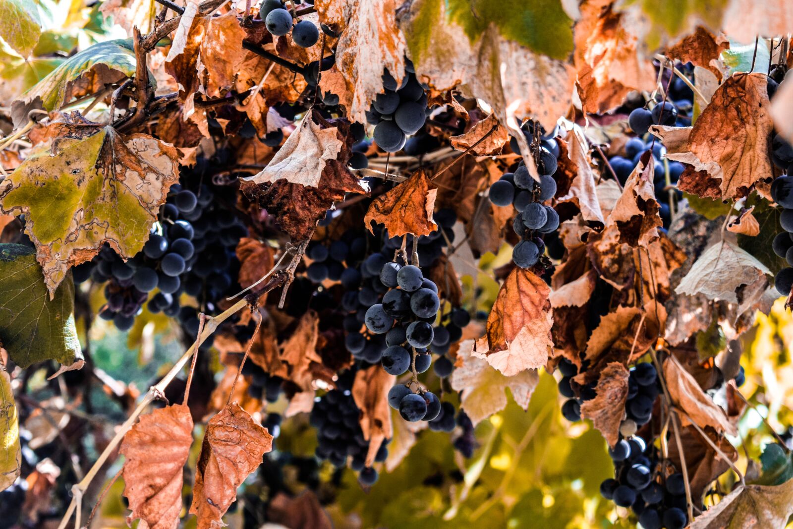 Nikon D3300 sample photo. Autumn, grapes, leaves photography