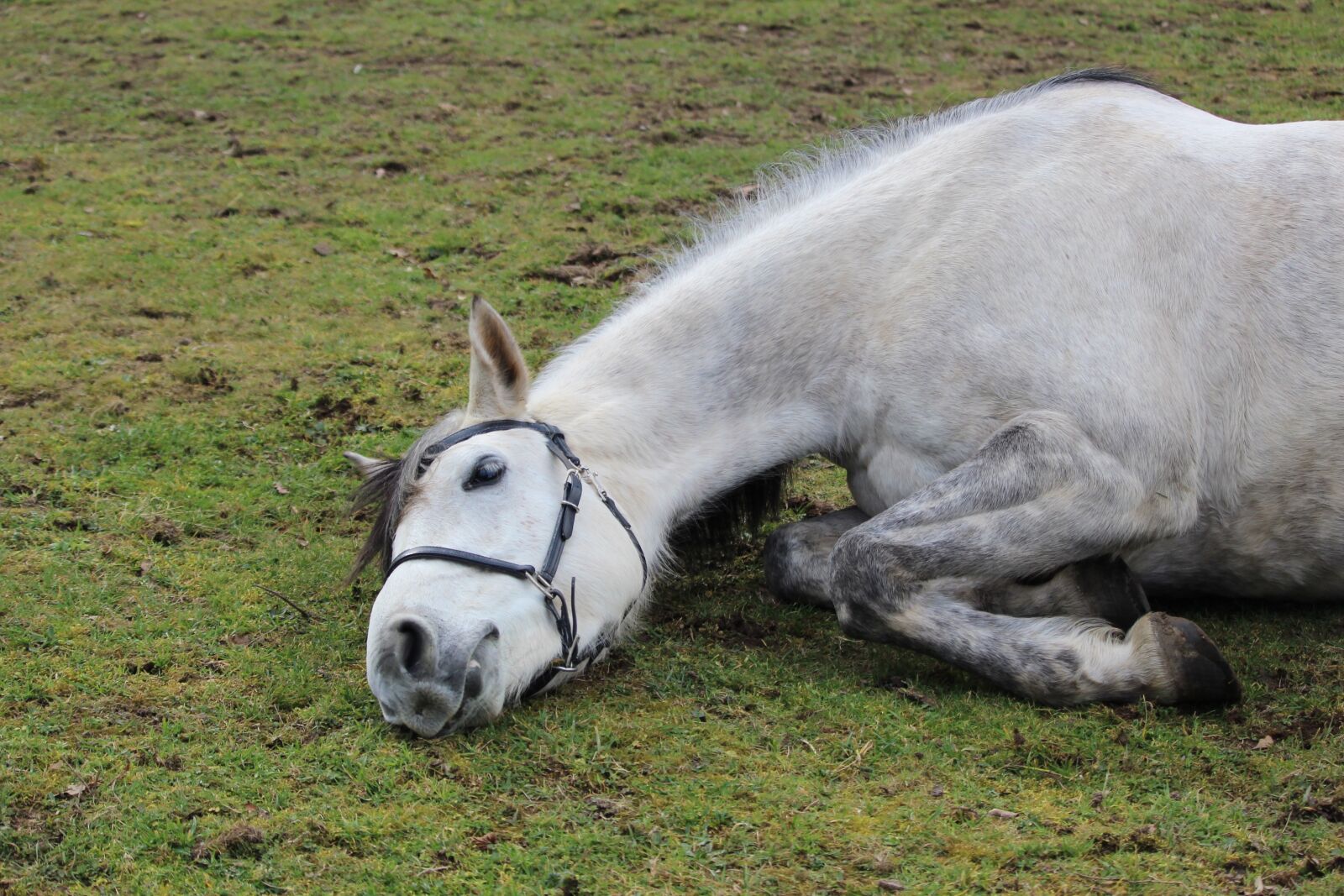 Canon EOS 1200D (EOS Rebel T5 / EOS Kiss X70 / EOS Hi) sample photo. Horse, horses, white horse photography