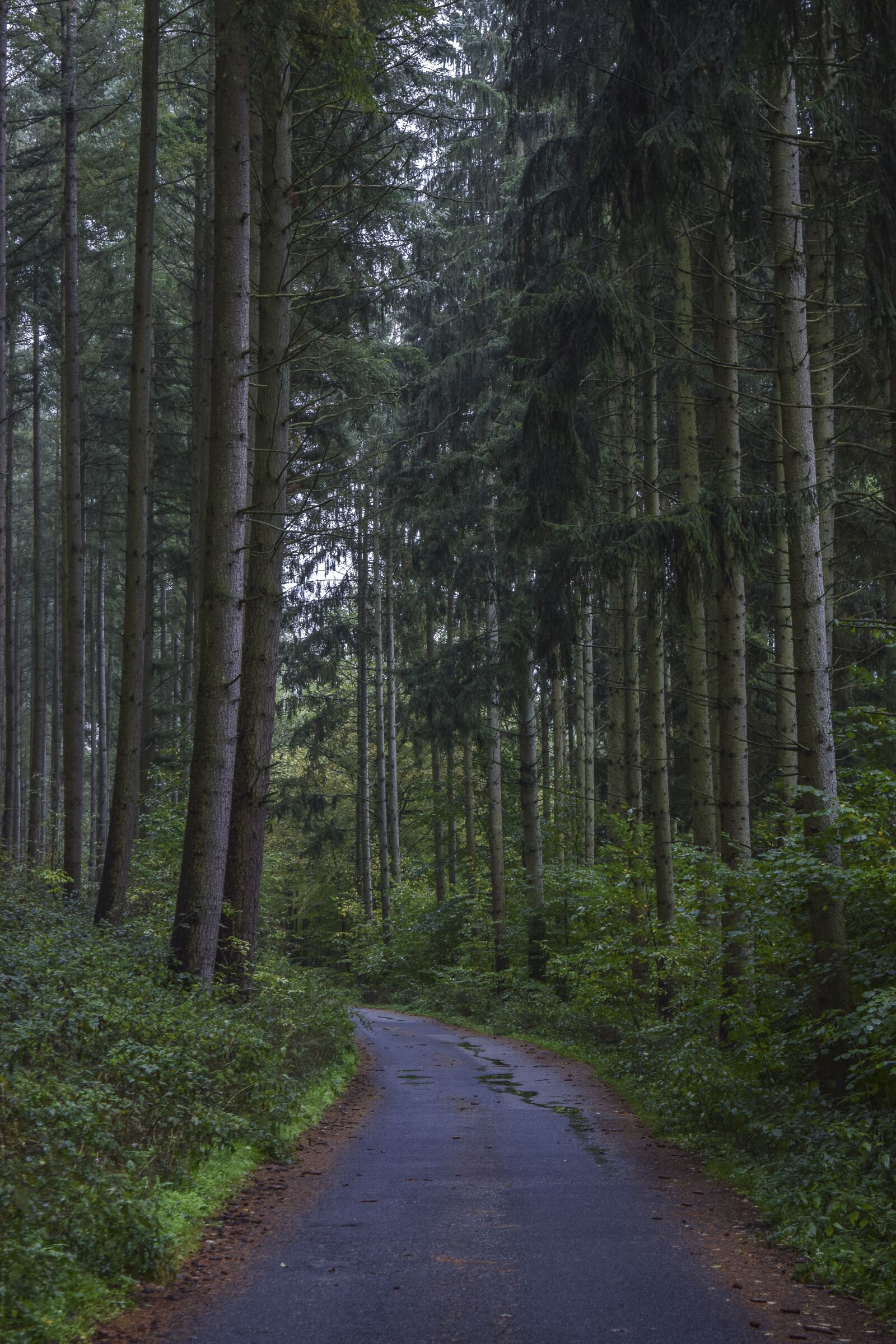 Nikon D3300 sample photo. Forest, nature, landscape photography