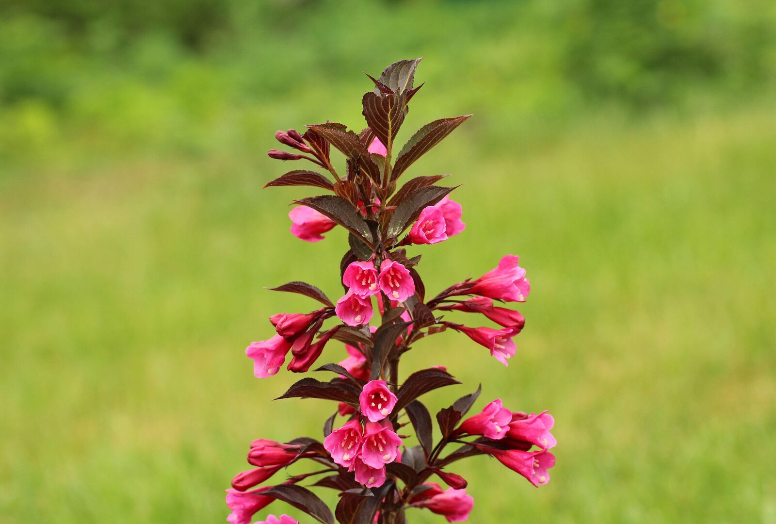 Canon EOS 1200D (EOS Rebel T5 / EOS Kiss X70 / EOS Hi) sample photo. Krzewuszka beautiful, ornamental shrub photography