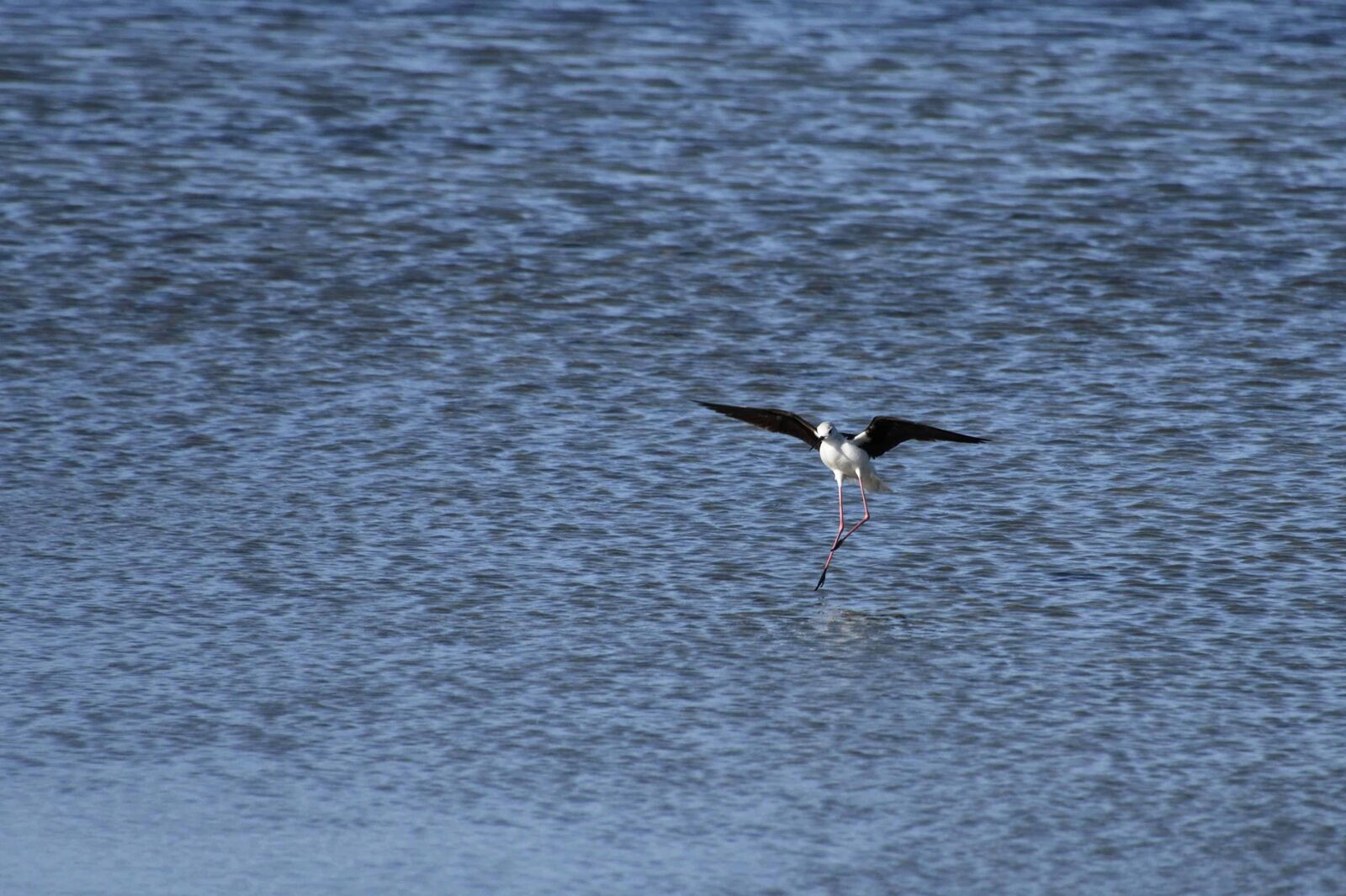Nikon D500 sample photo. Wildlife, lake, bird, water photography