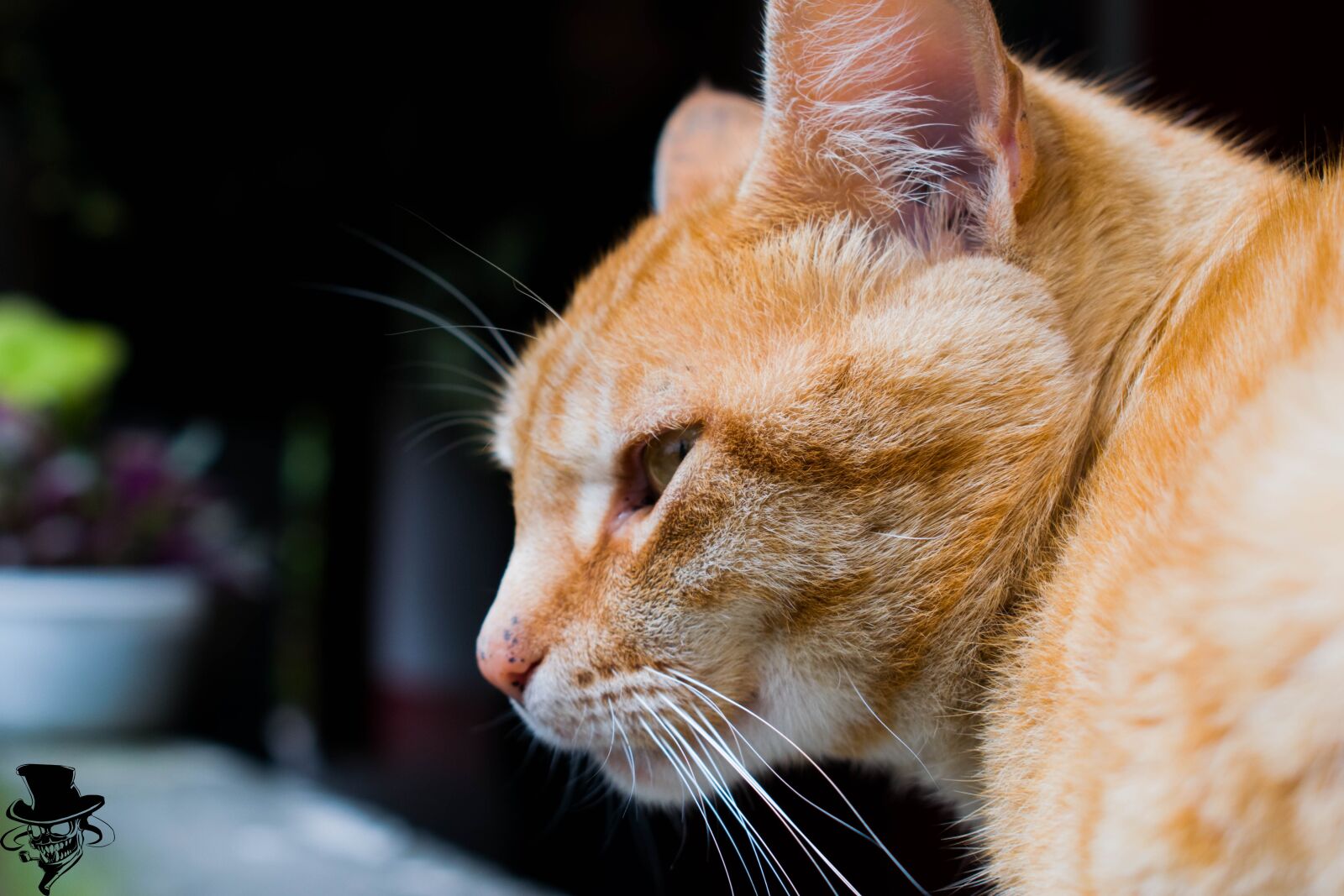 Nikon D5300 sample photo. Cat, animals, mountain photography