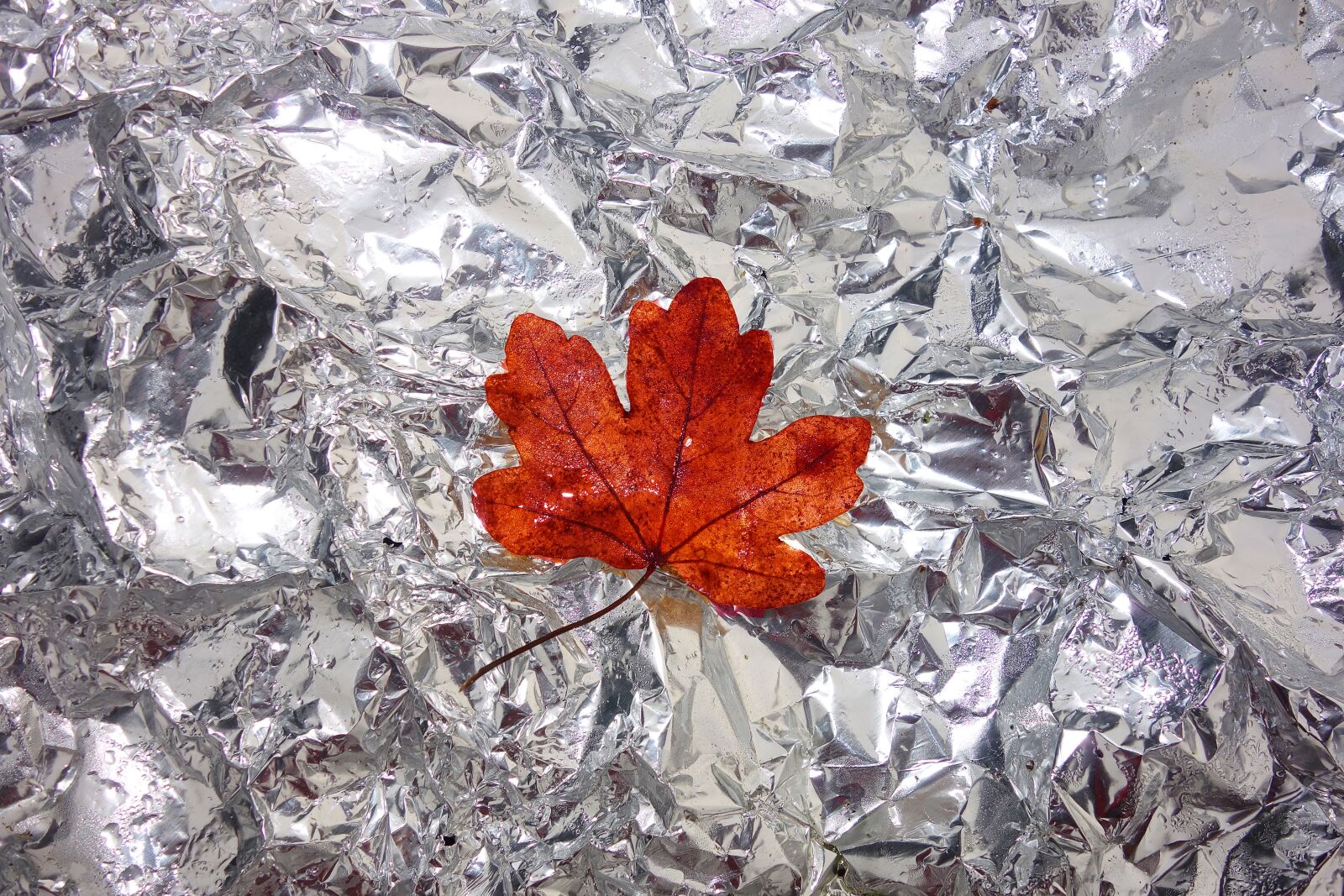 Sony Cyber-shot DSC-RX100 sample photo. Leaf, autumn leaf, aluminum photography