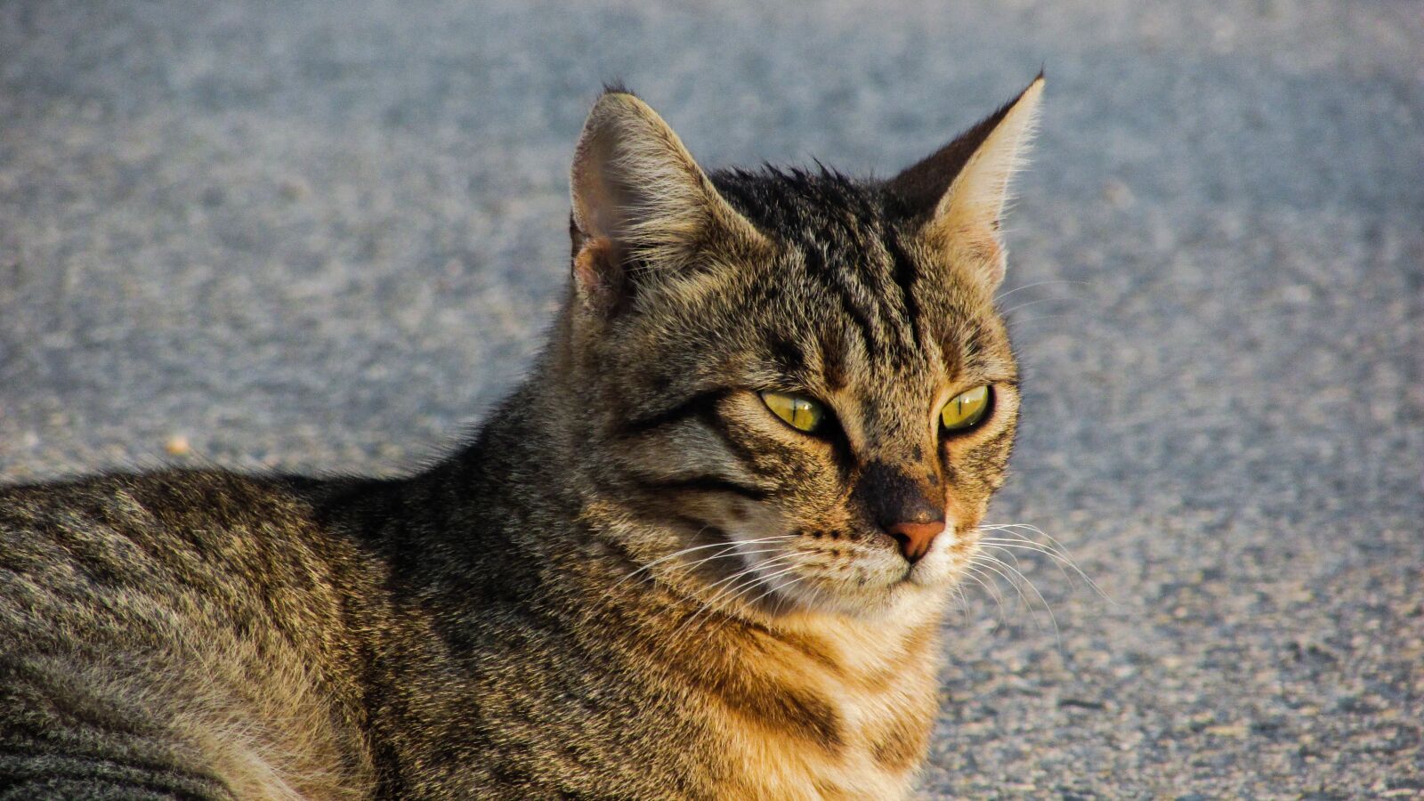 Canon PowerShot SX400 IS sample photo. Cat, stray, animal photography