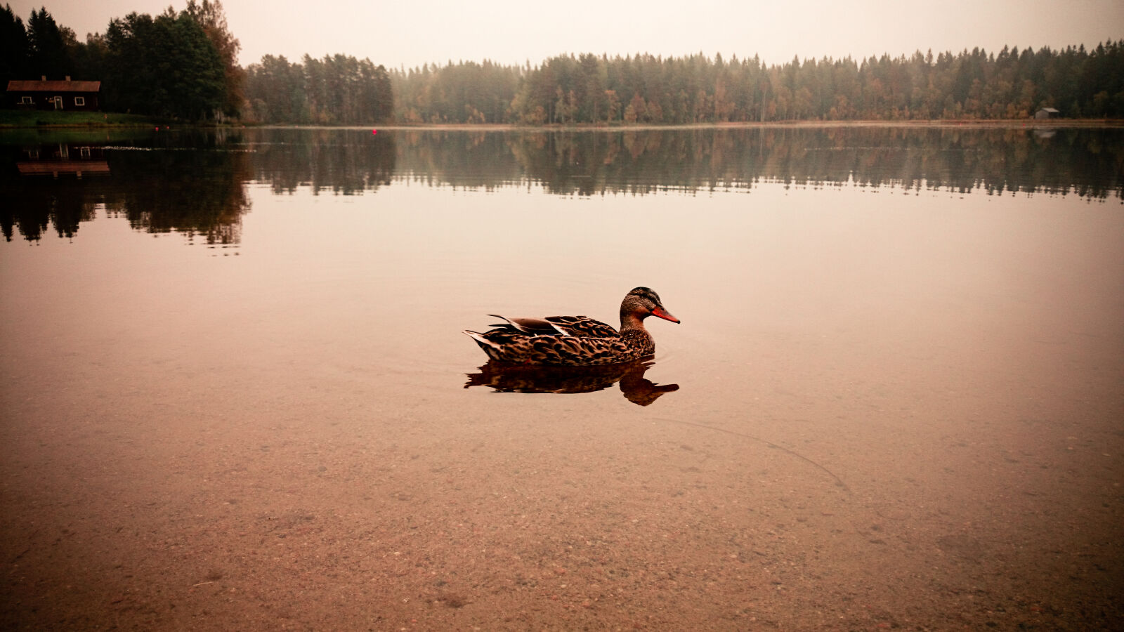 Sony Xperia Z1 sample photo. Animal, duck, nature photography