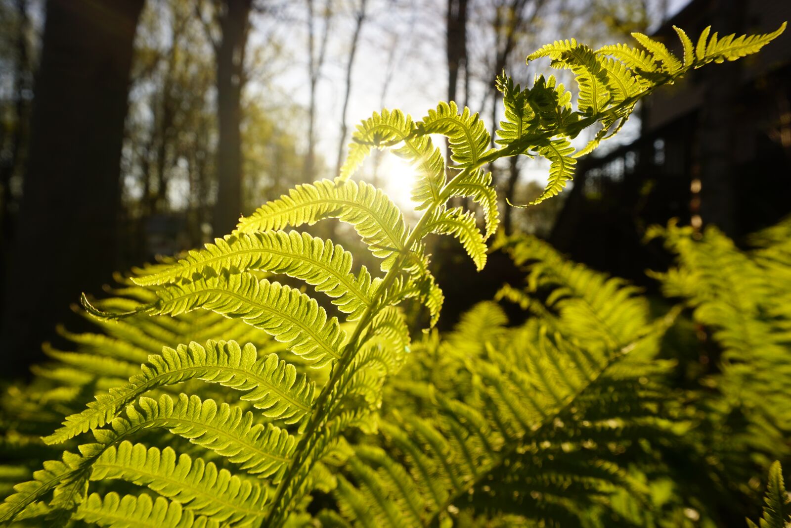 Sony a6000 sample photo. Plants, sun, nature photography