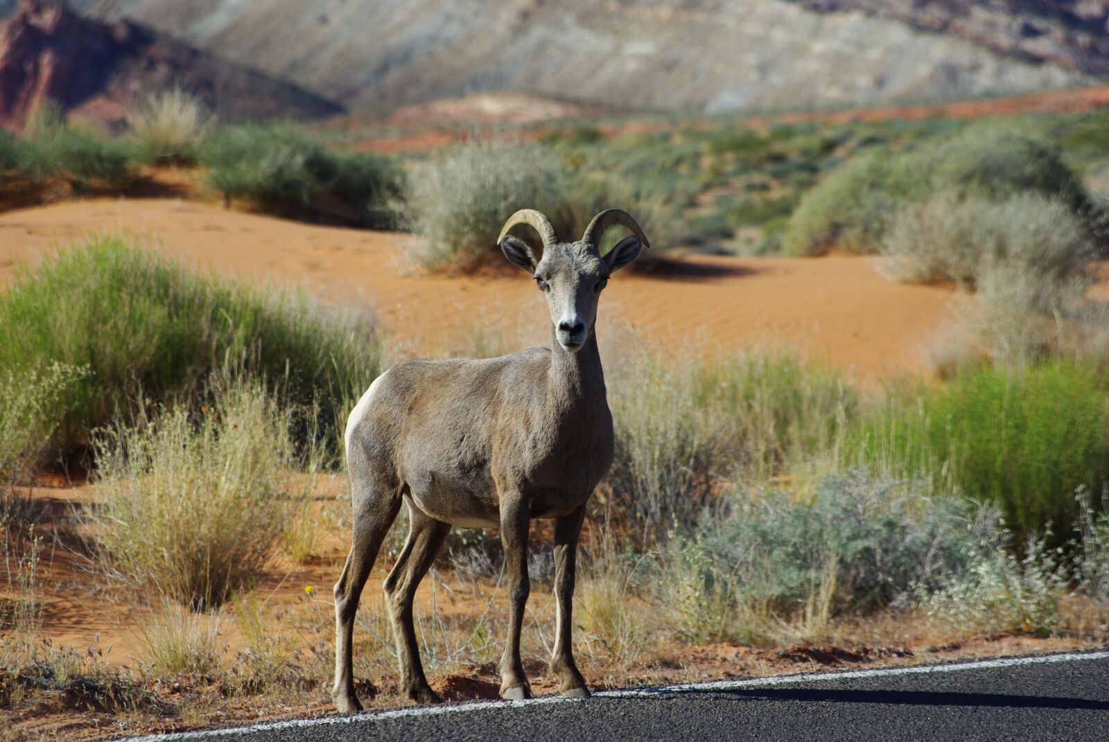 Pentax K200D sample photo. Bighorn, sheep, bighorn sheep photography