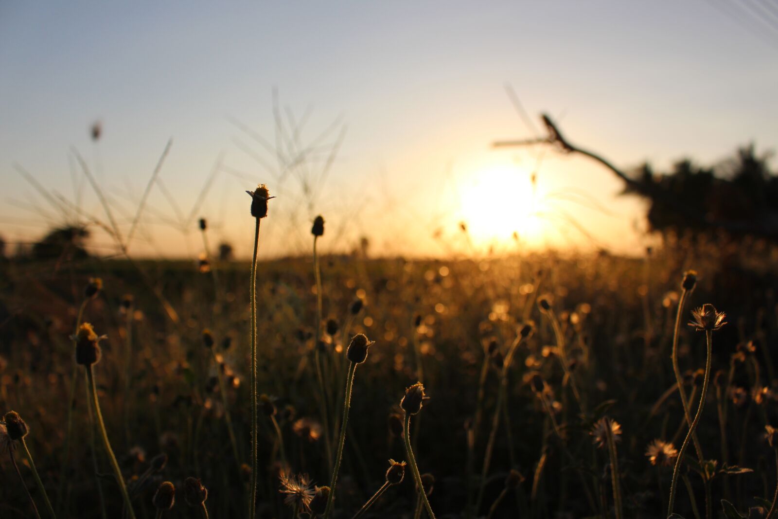 Canon EOS 700D (EOS Rebel T5i / EOS Kiss X7i) sample photo. Sunset, suphanburi, thailand photography
