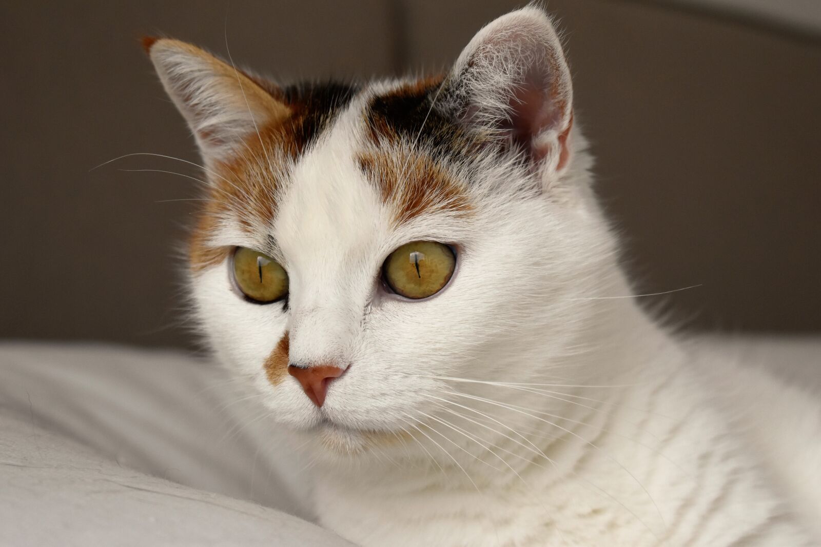 Nikon D5500 sample photo. Cat, animal, white photography