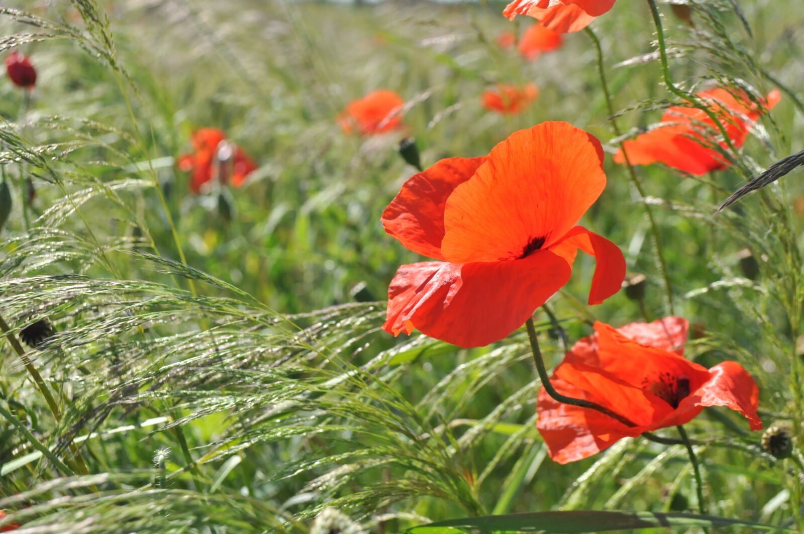 Nikon D5000 sample photo. Flowers, poppy, plant photography