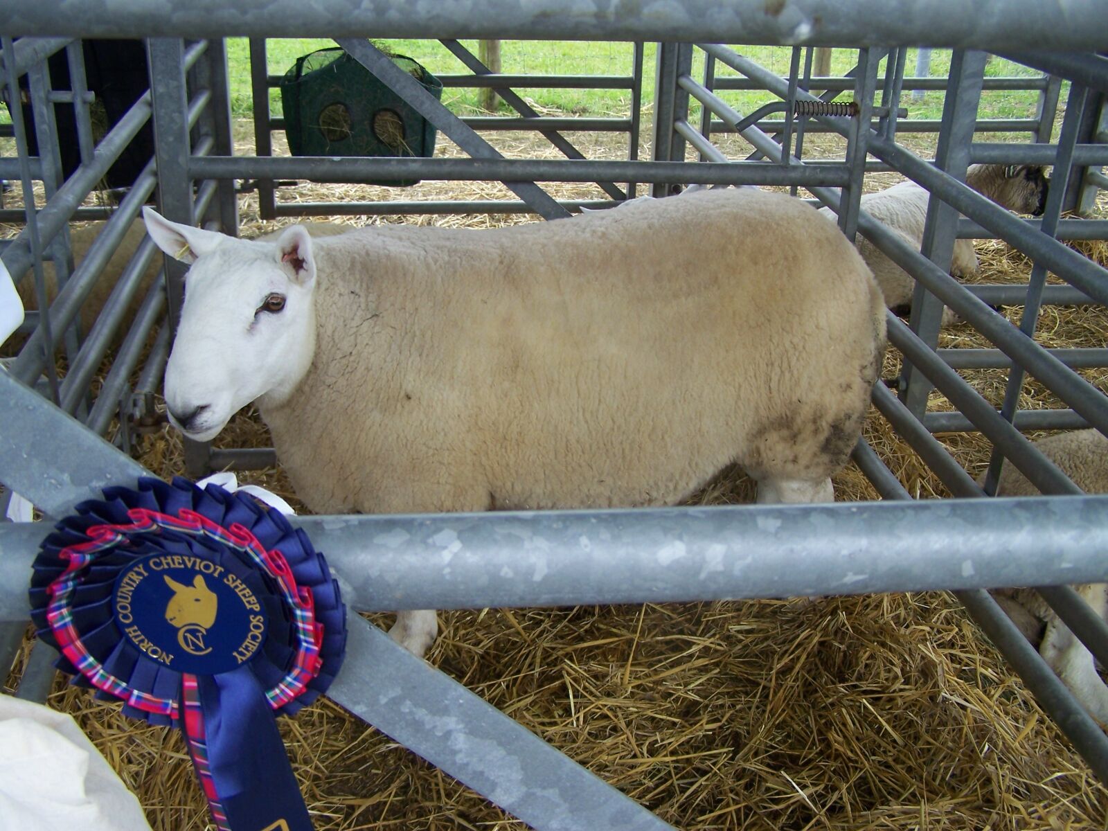 Kodak EASYSHARE Z710 ZOOM DIGITAL CAMERA sample photo. Sheep, agriculture, prizes photography