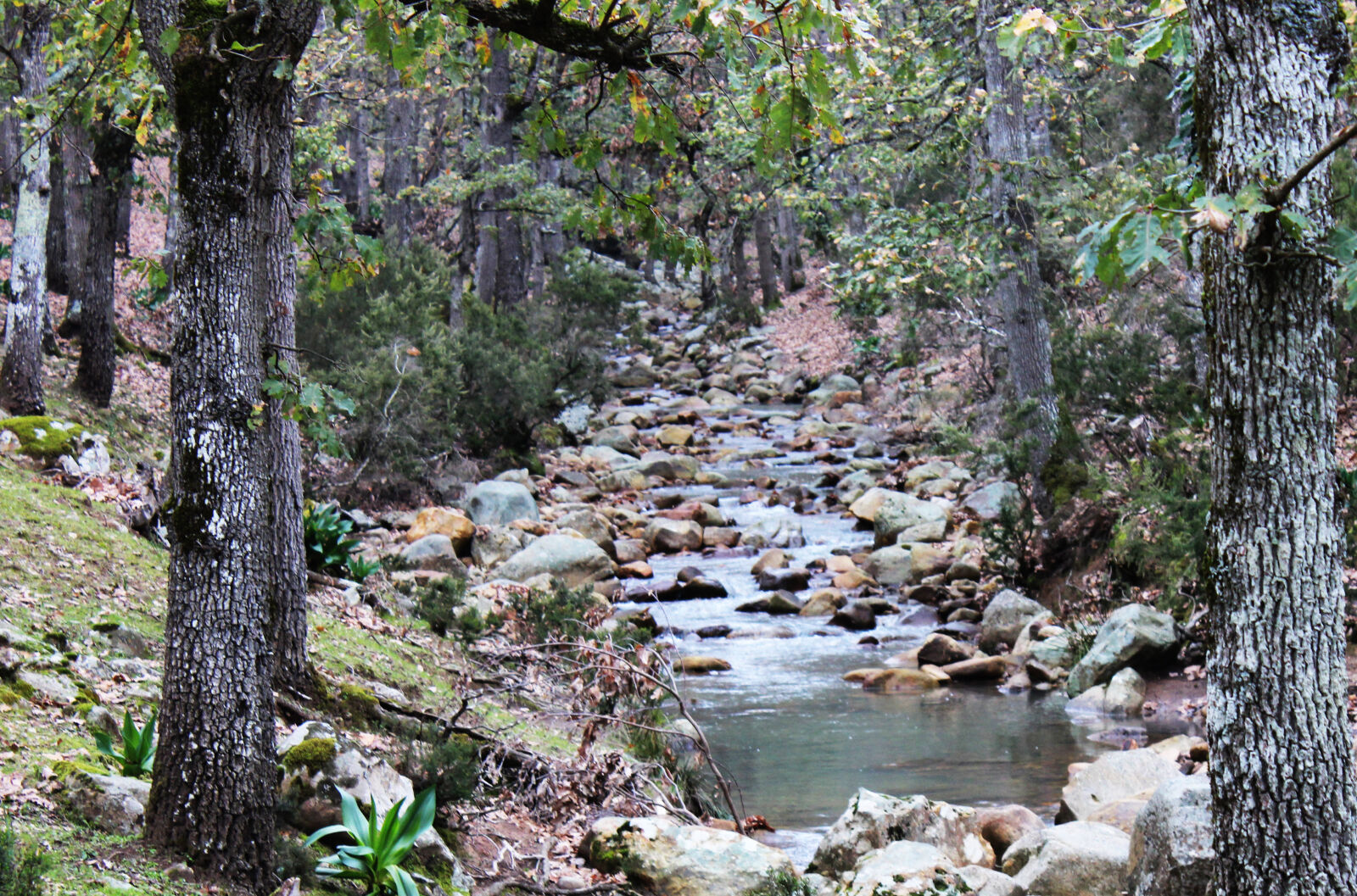 Canon EOS 600D (Rebel EOS T3i / EOS Kiss X5) sample photo. Forest, landscape, nature, river photography