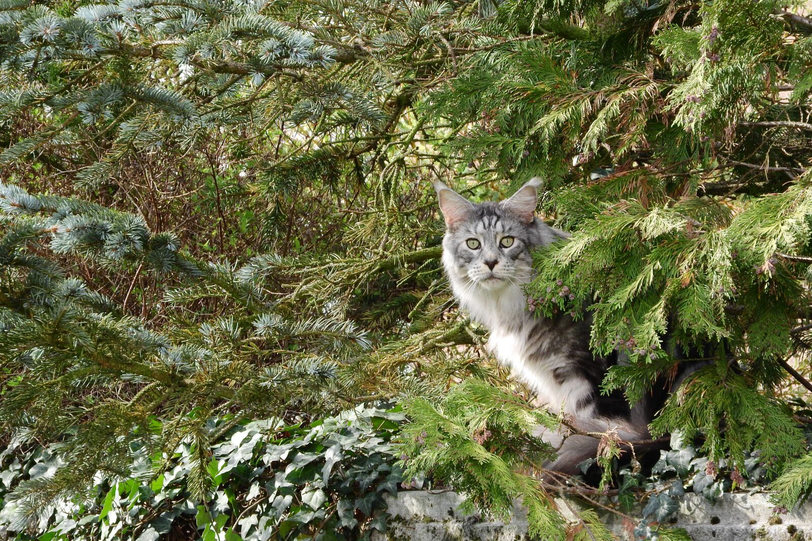 Nikon Coolpix P610 sample photo. Cat, cat in the photography