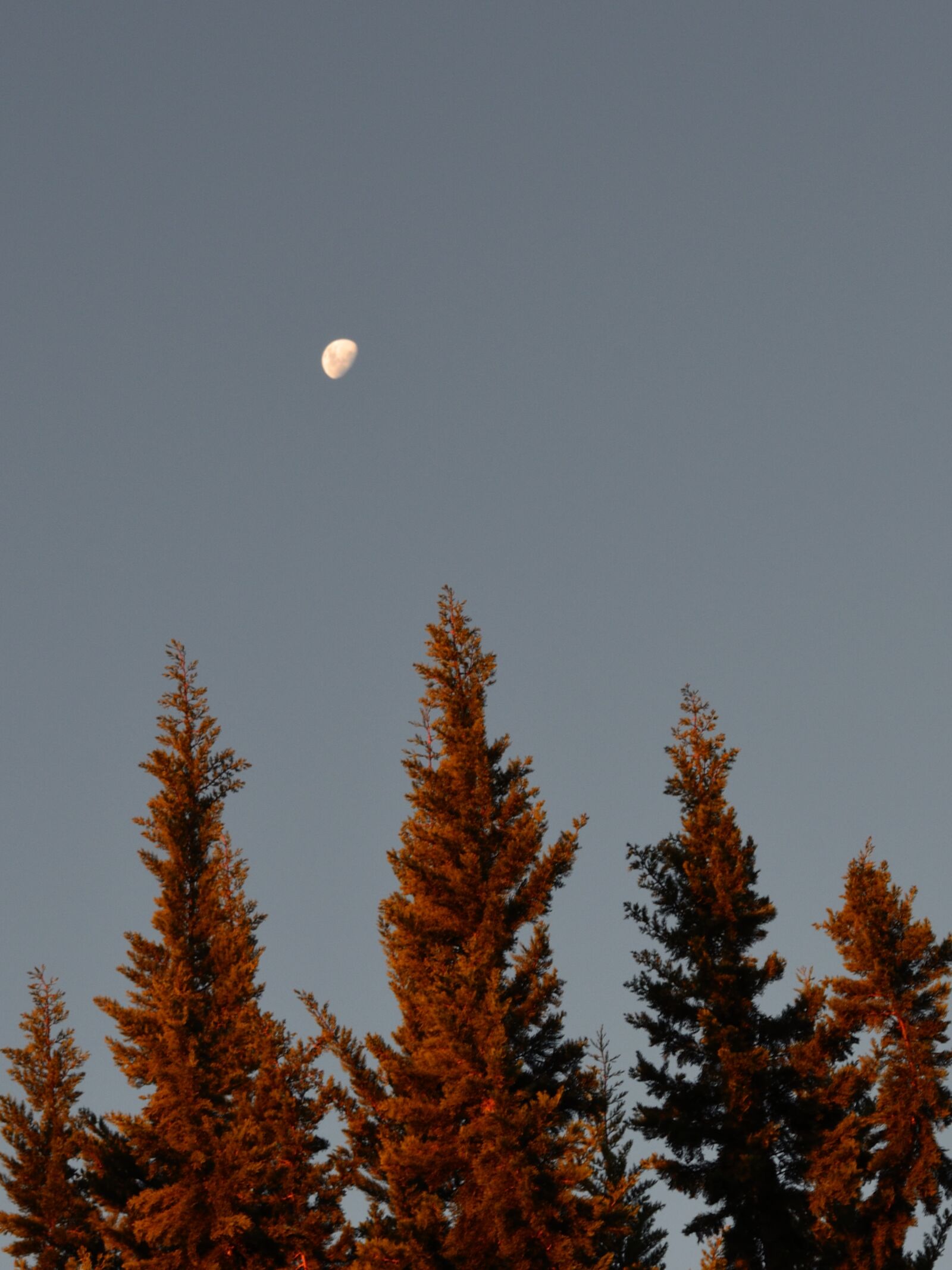 Nikon D5100 sample photo