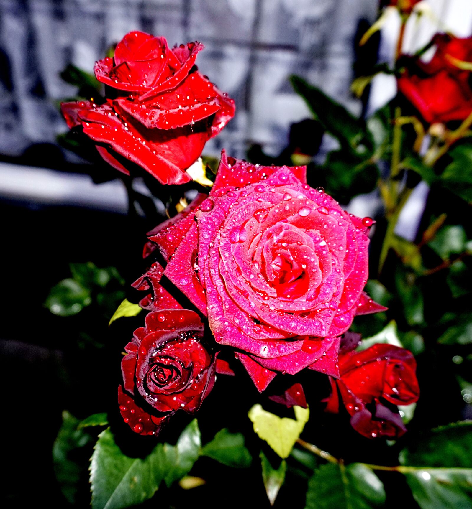 Sony a6000 sample photo. Roses, garden, plant photography