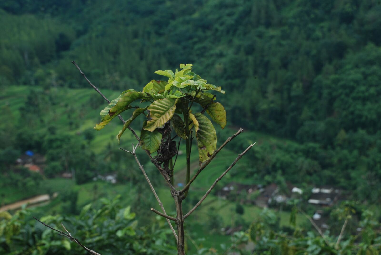 Nikon D80 sample photo. Nature, flora, leaf photography