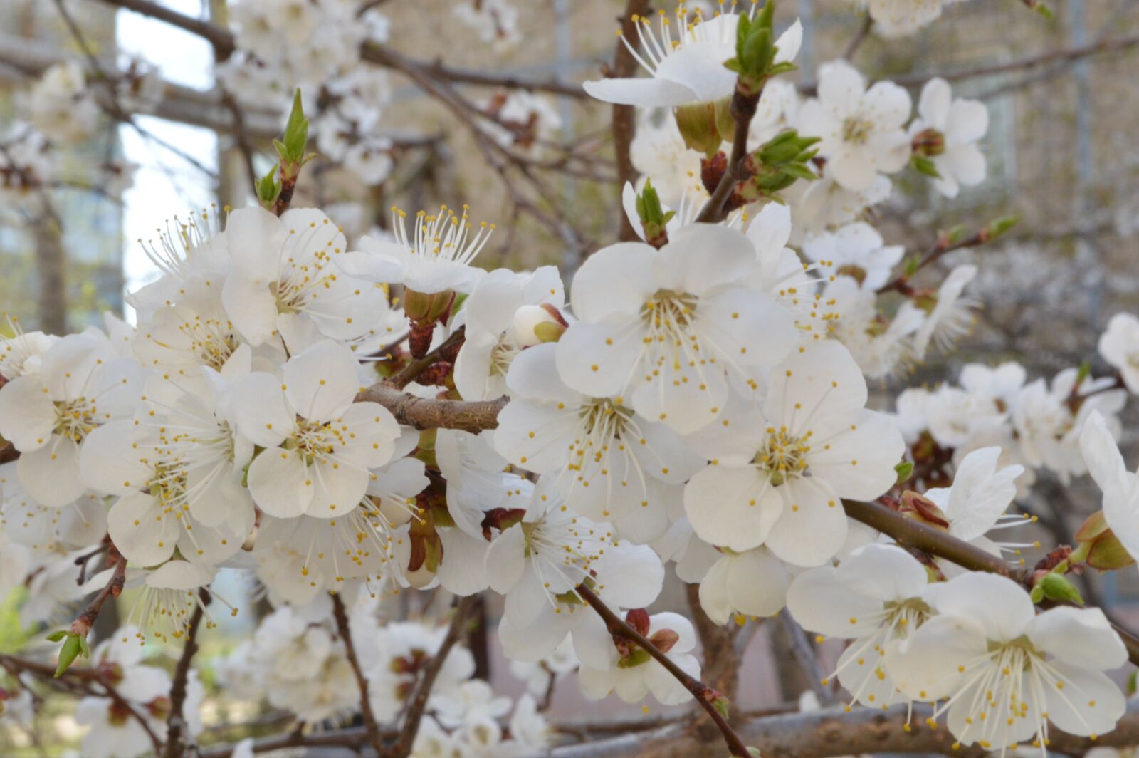 Nikon D3200 sample photo. Spring, flowers, garden photography