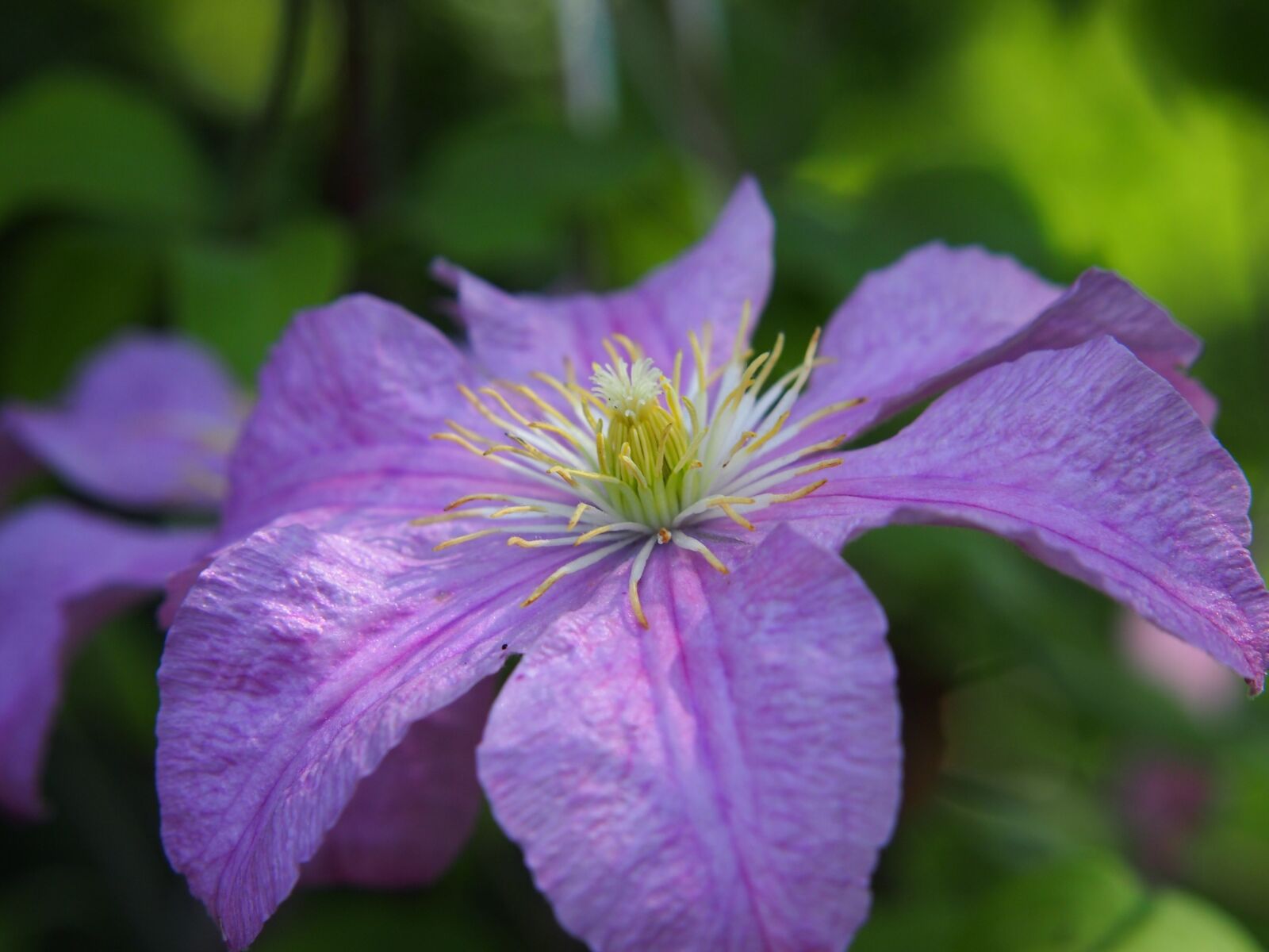 Olympus PEN E-PL3 sample photo. Clematis, blue, purple photography
