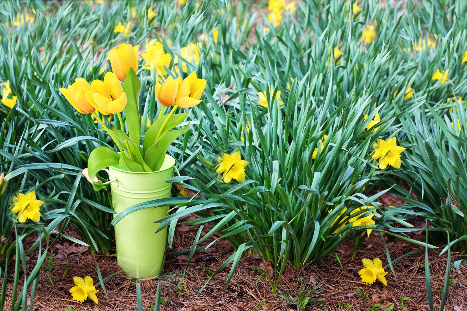 Canon EF 50mm F1.4 USM sample photo. Spring flowers, yellow, tulips photography