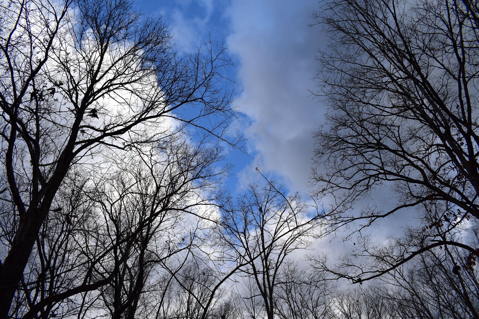 Nikon D3300 sample photo. Trees branches, fluffy clouds photography