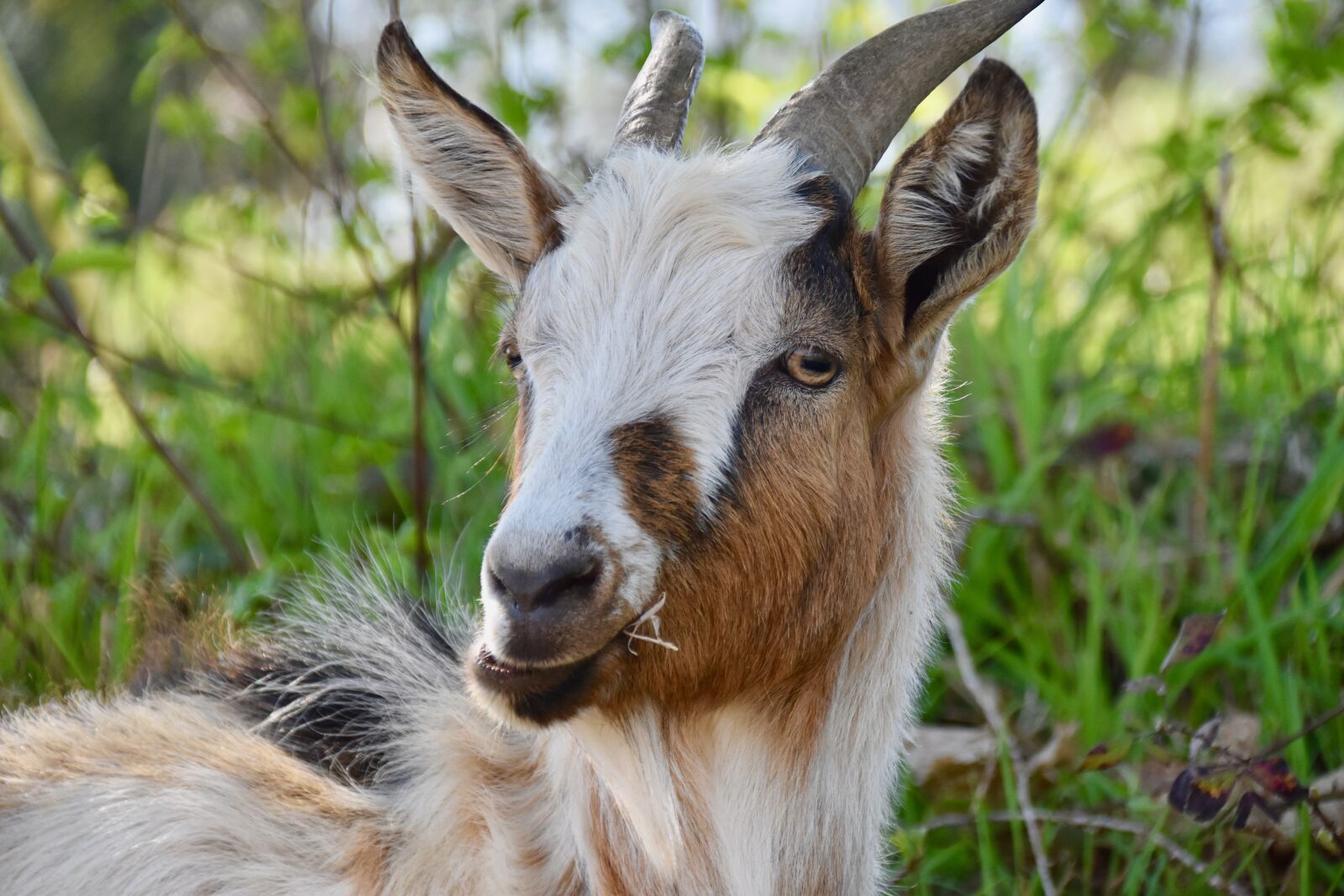 Nikon D5600 sample photo. Goat, goat horns, ruminants photography