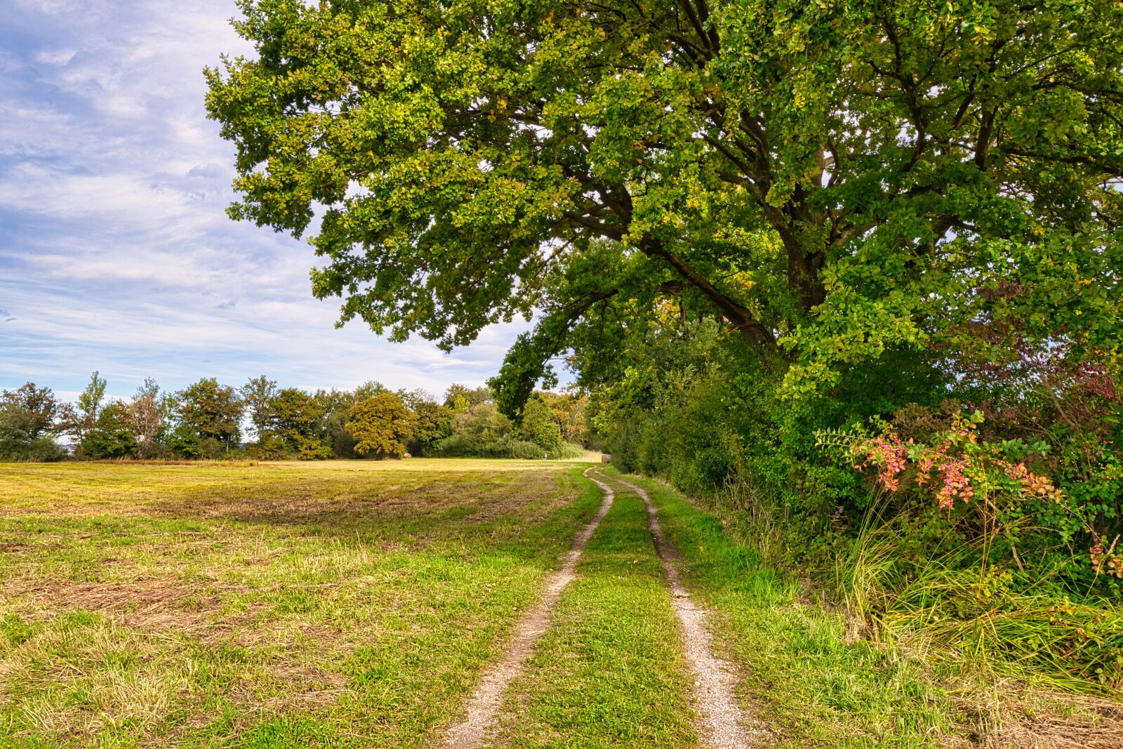 Nikon D7500 sample photo. Nature, field, trail photography